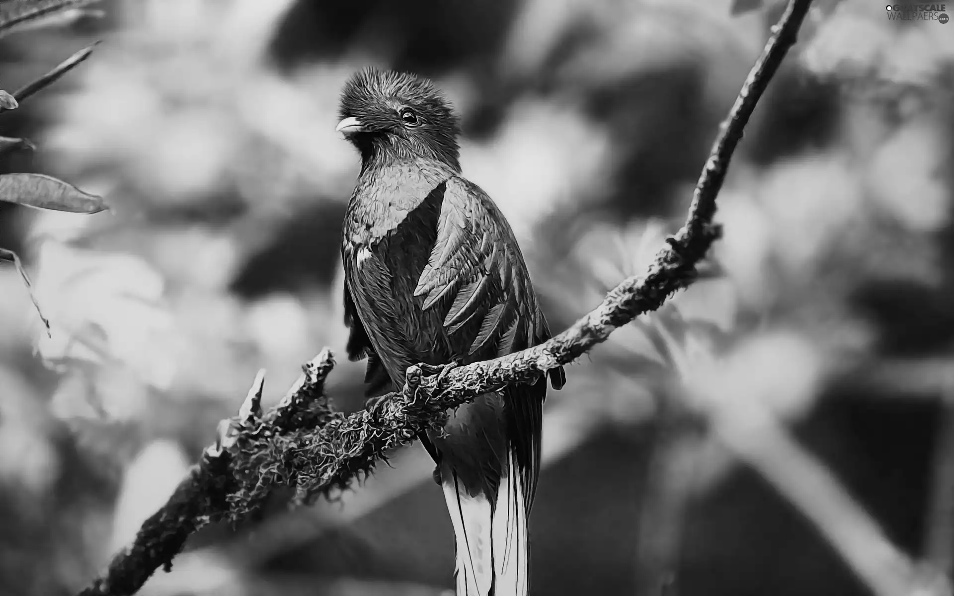 Quetzal, color, Bird