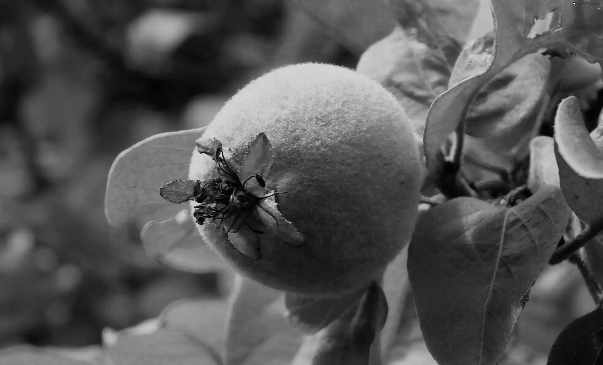 quince, nature, fruit