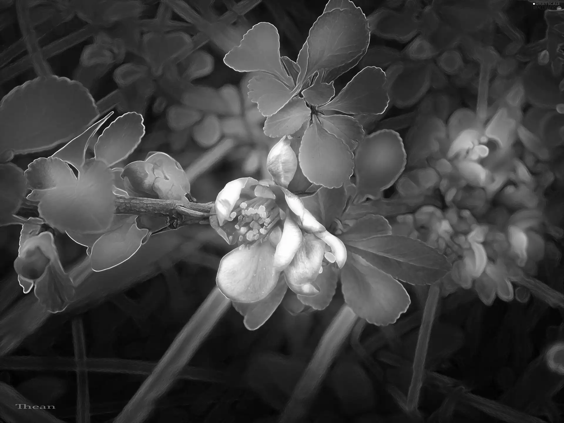 Flowers, quinces