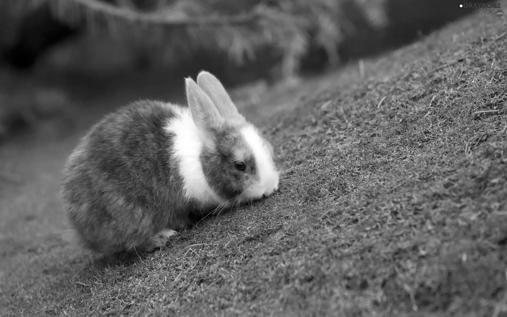 white and gray, Rabbit