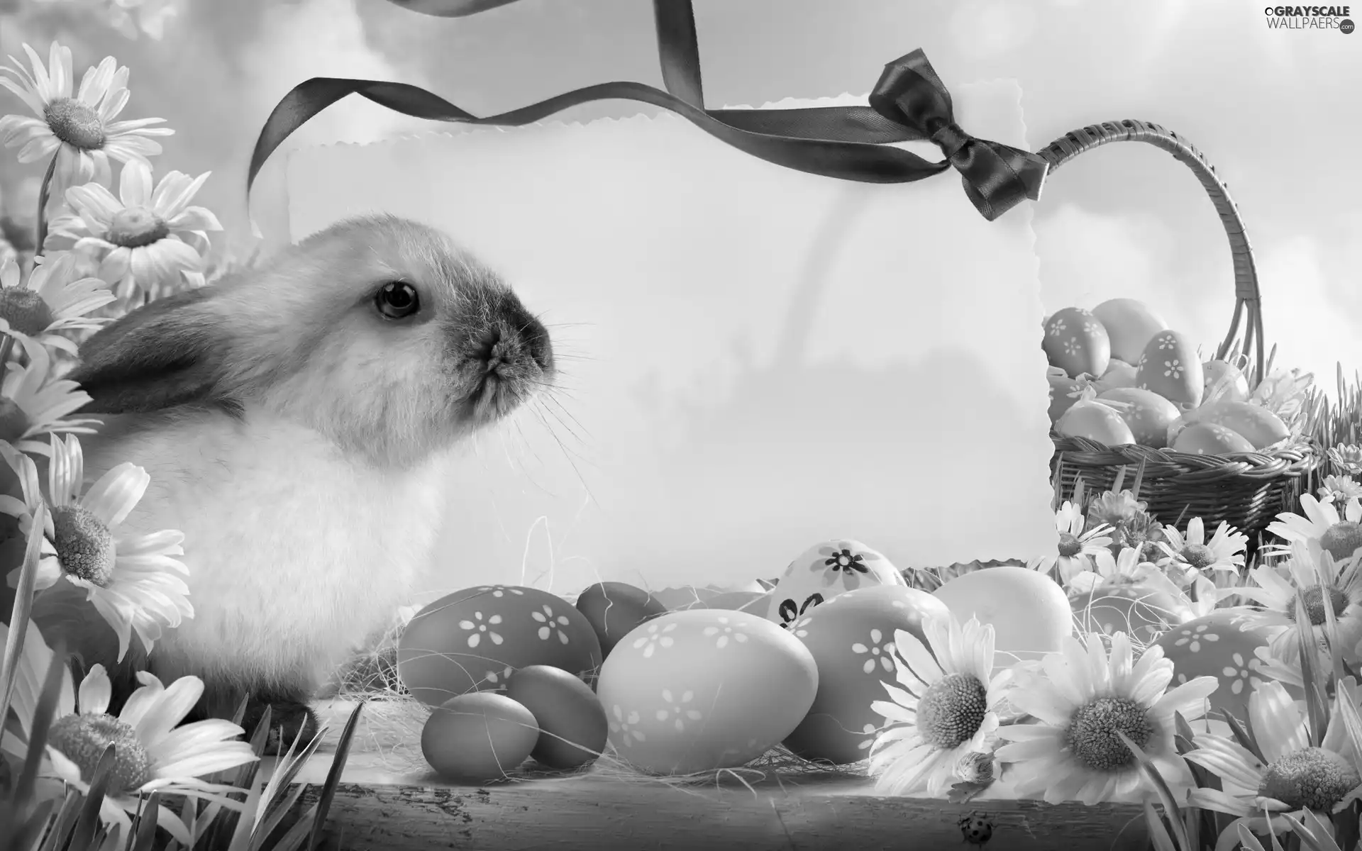 Rabbit, Easter, eggs