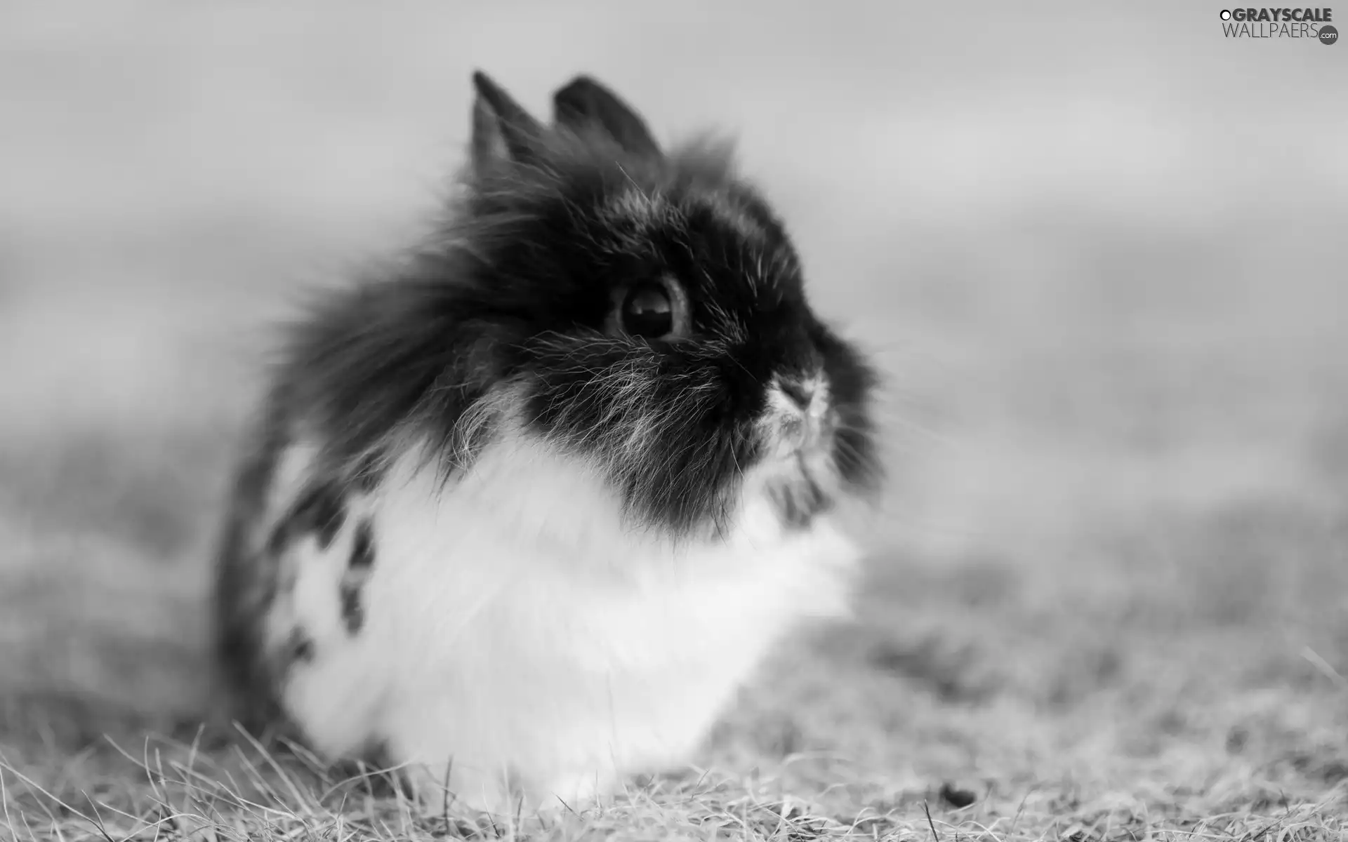 small, Rabbit