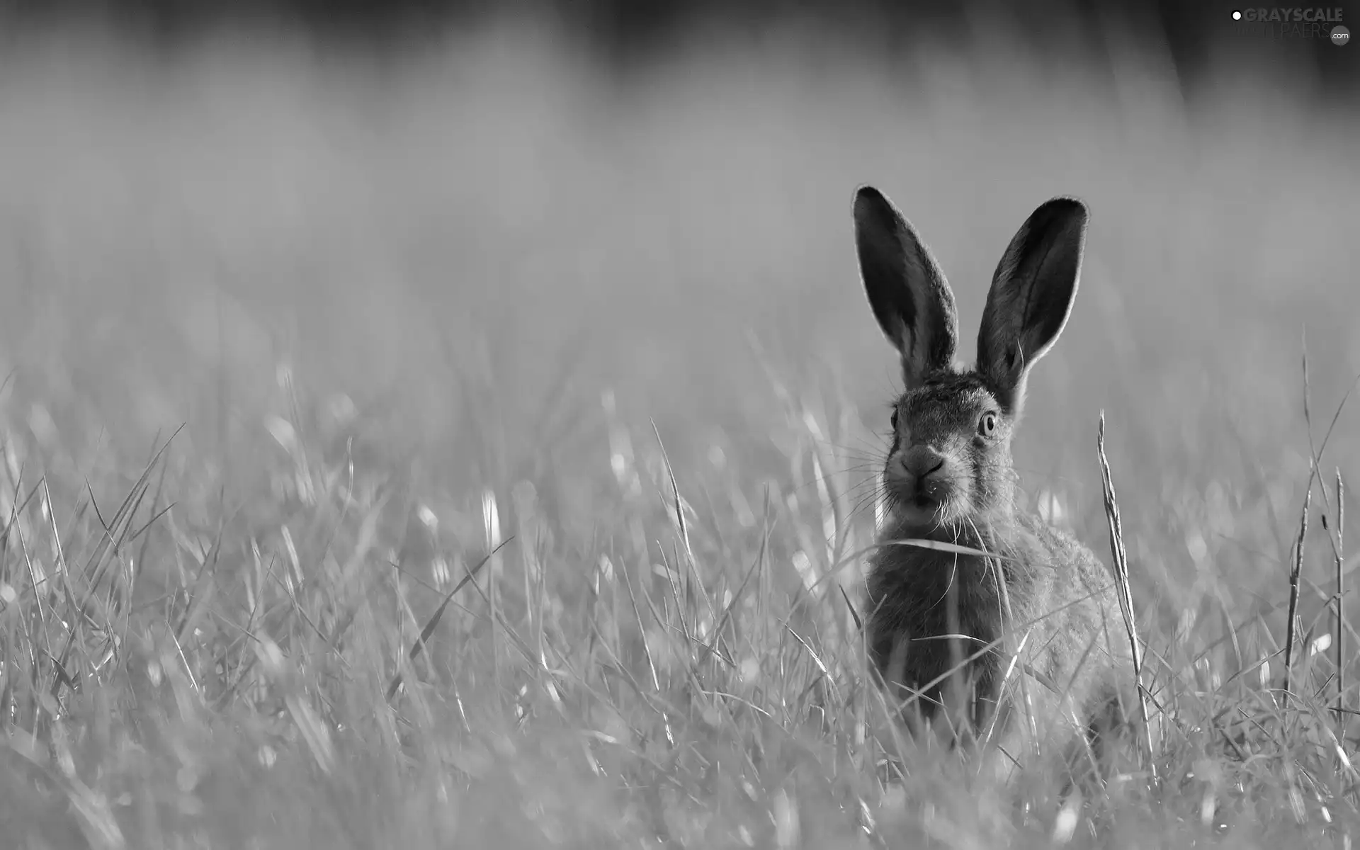 frightened, Wild Rabbit