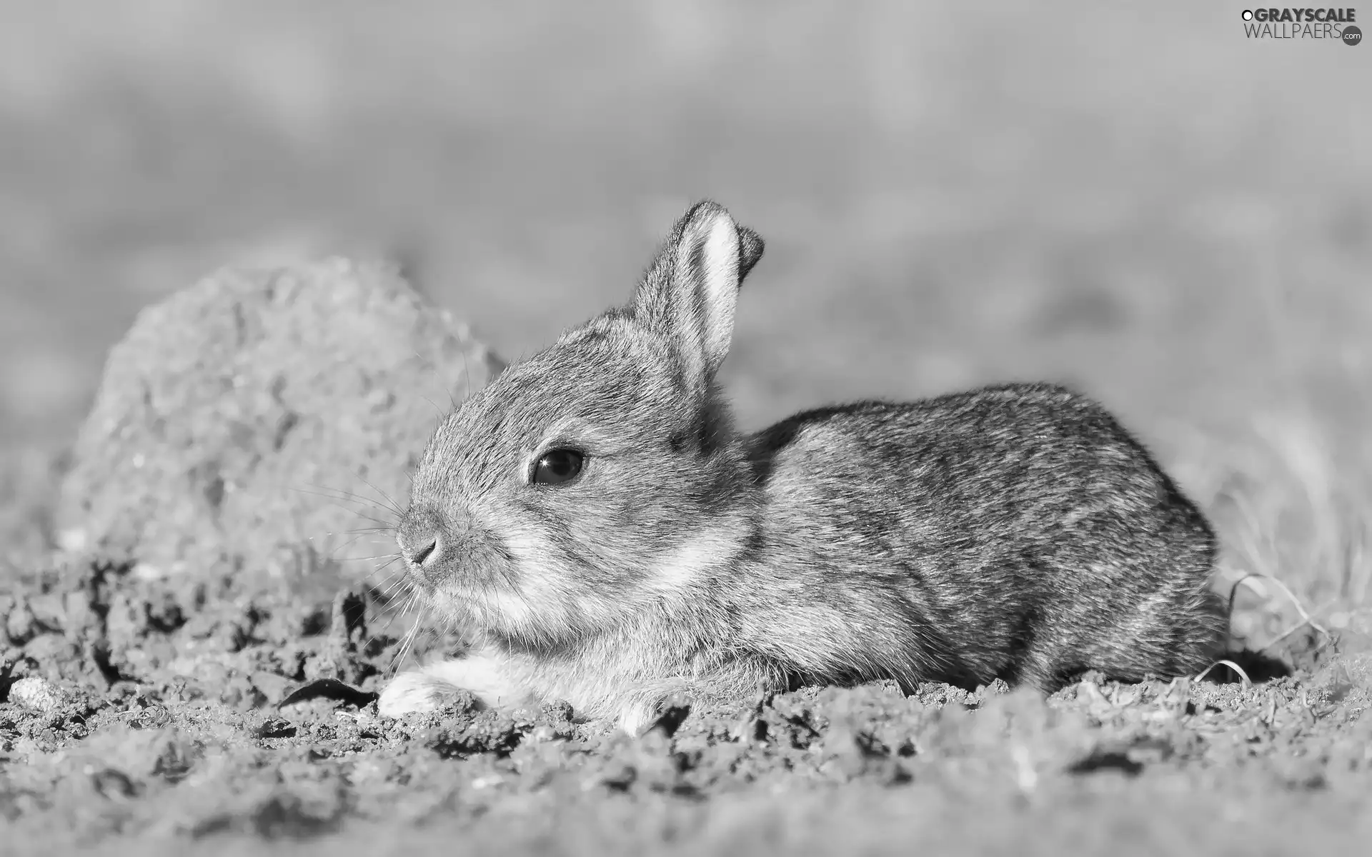 young, Rabbit