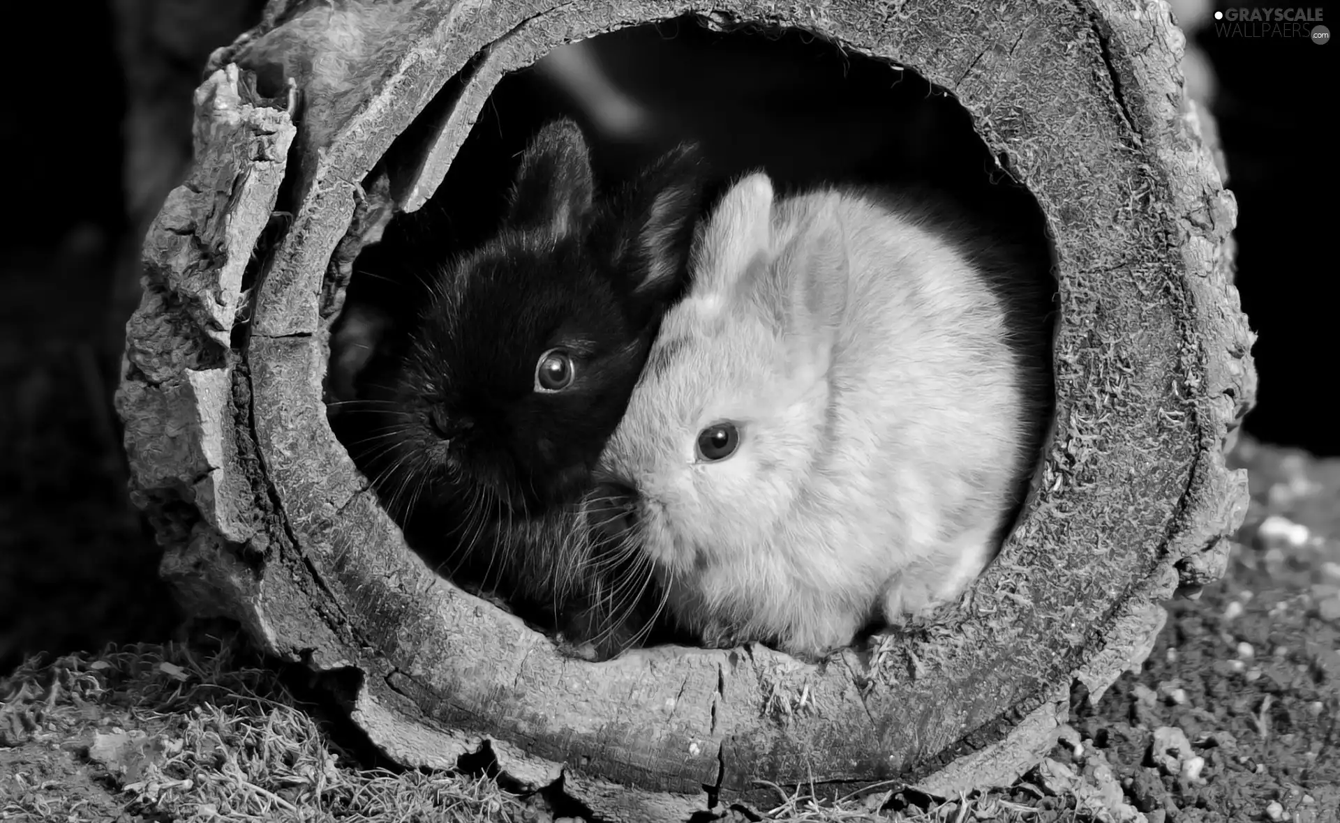 circle, Two cars, rabbits