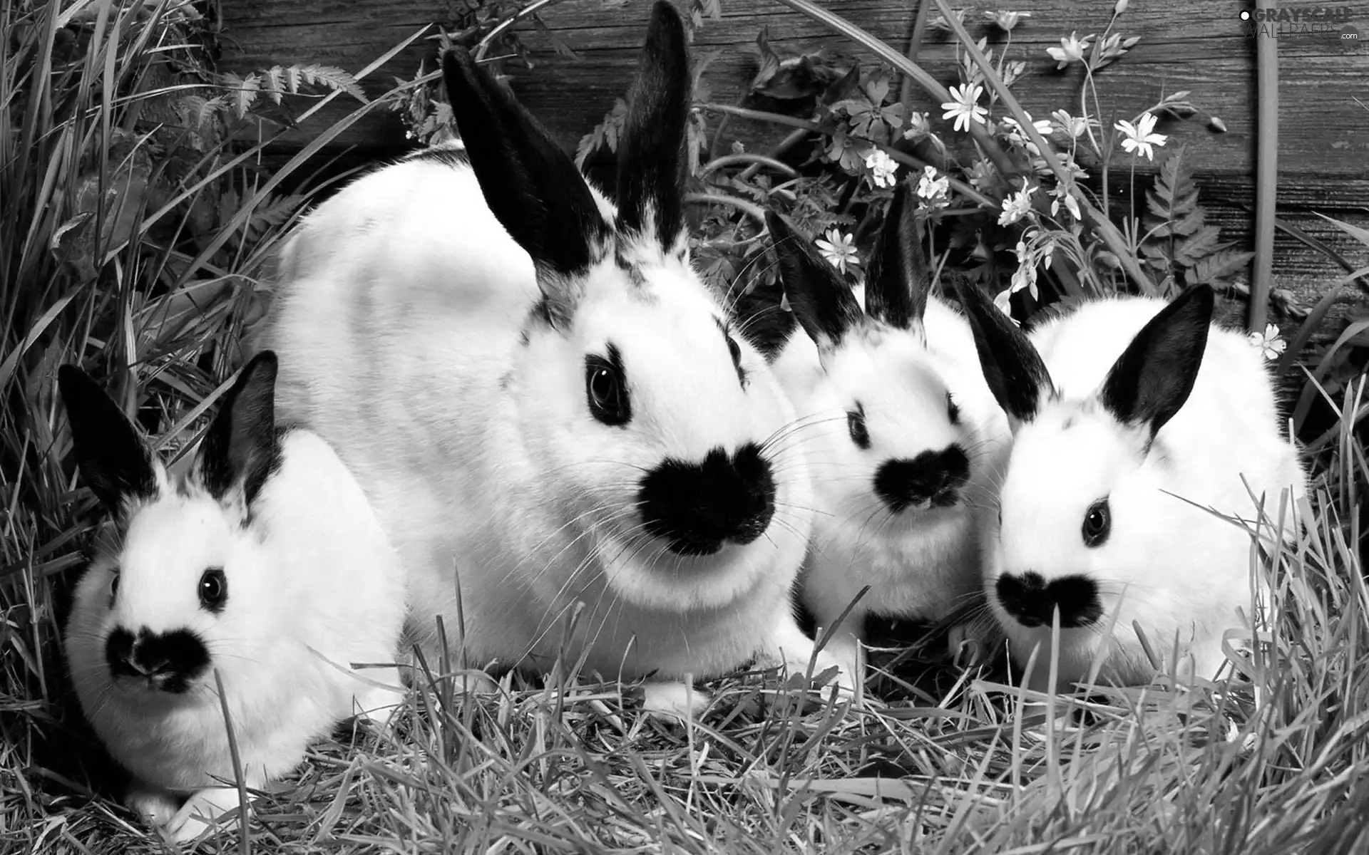 Rabbits, four, White
