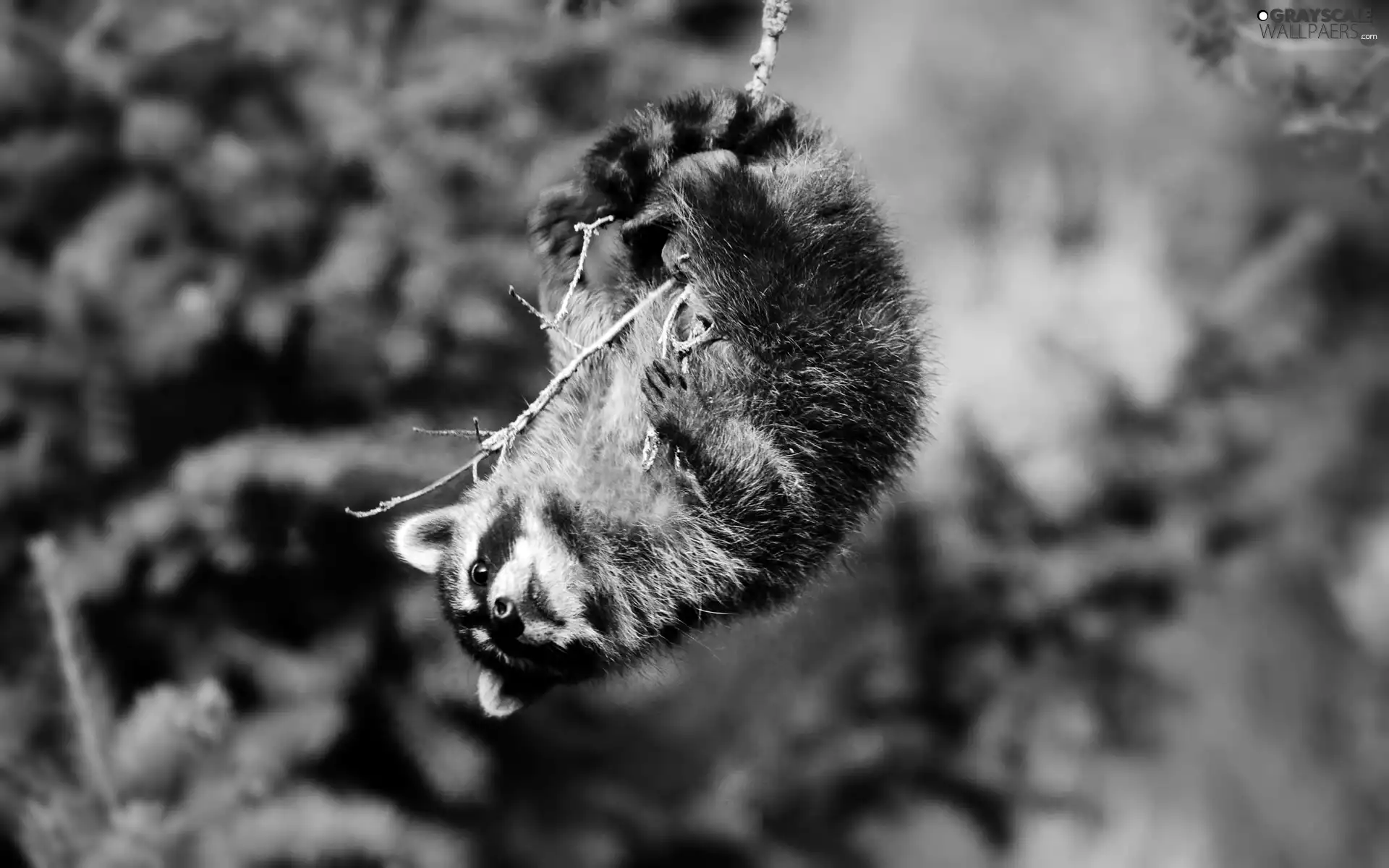 pendant, branch, raccoon, an