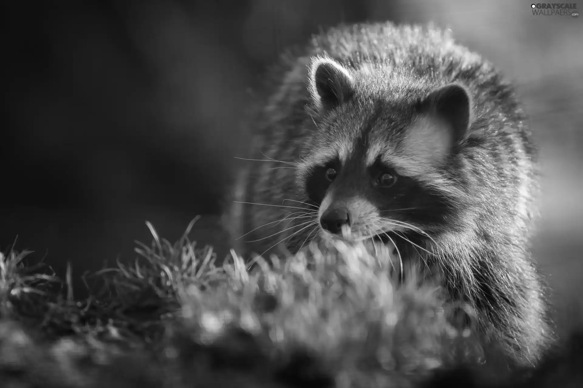 raccoon