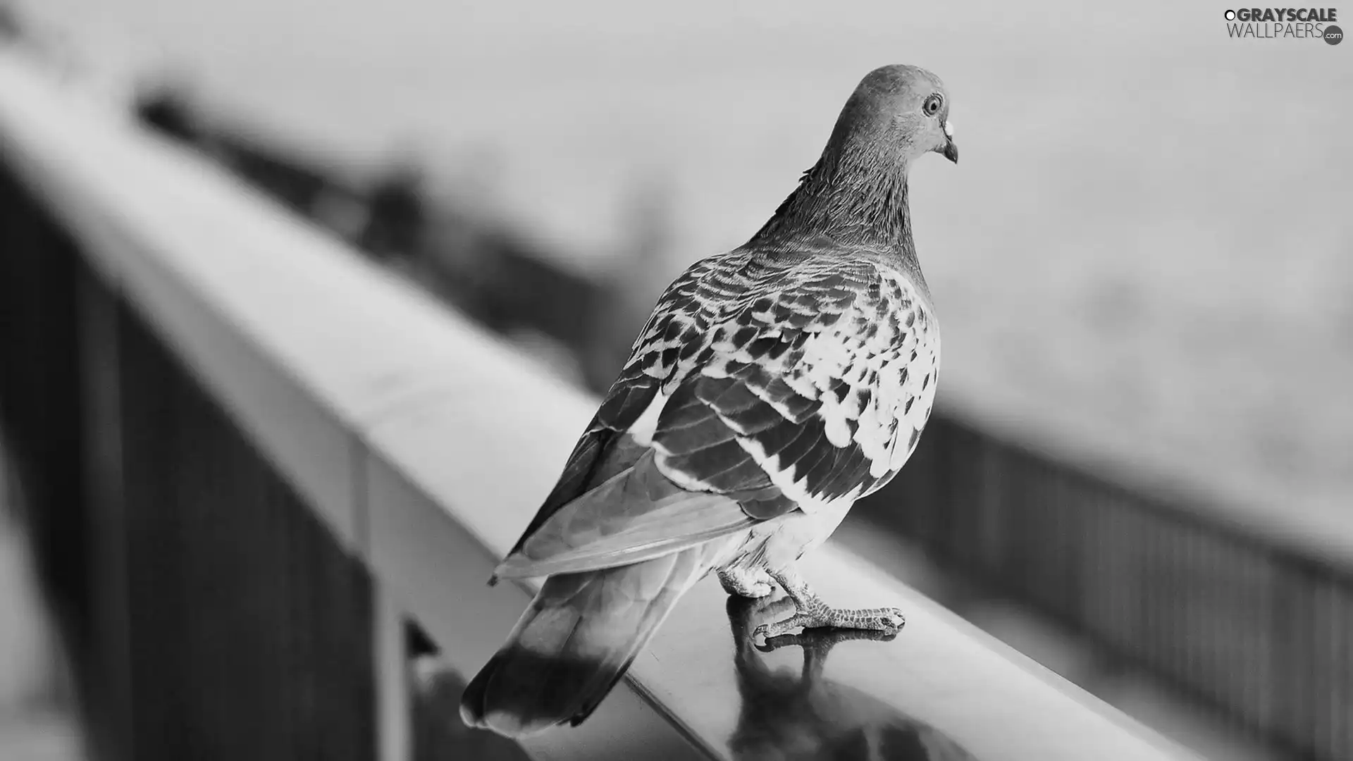 dove, hand-rail