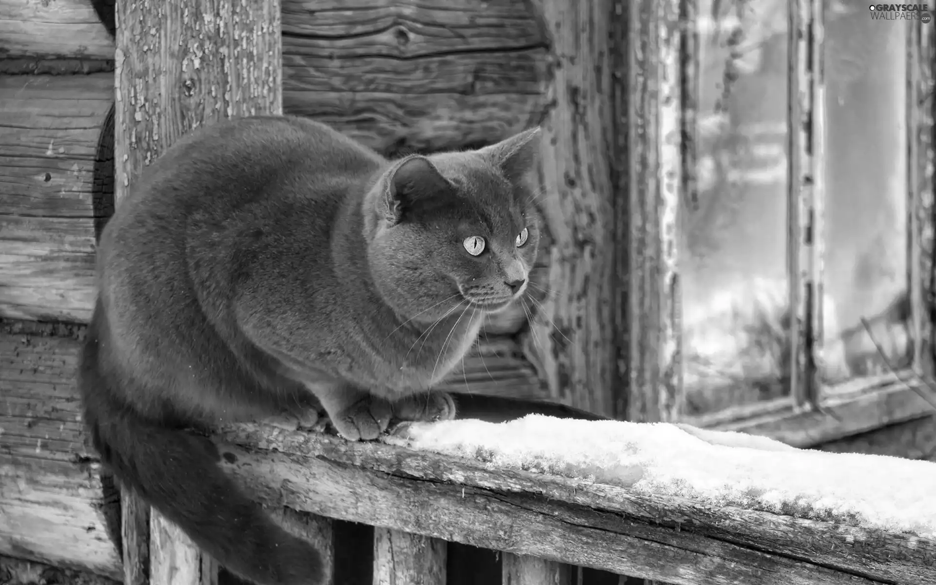 hand-rail, Window, winter, Wooden, British Cat