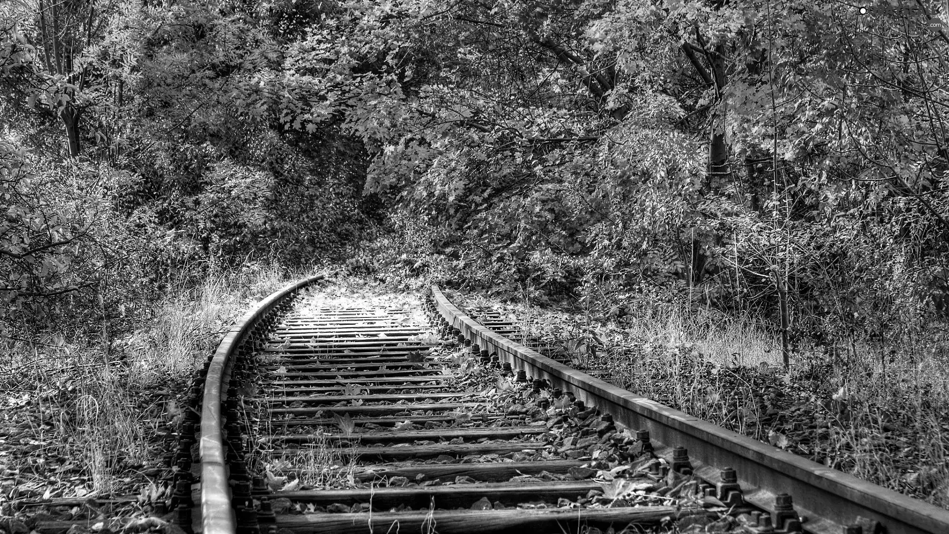 Railway, forest, track