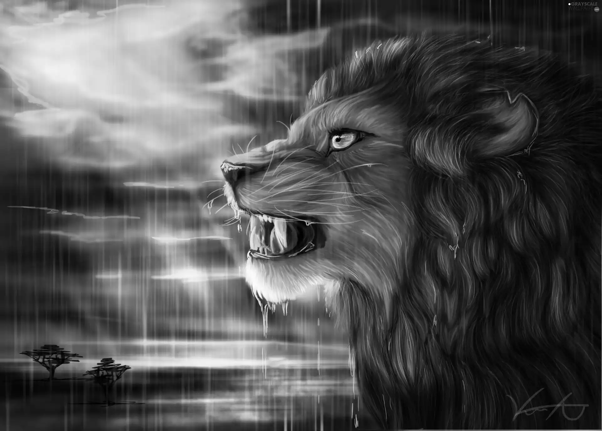 Rain, Art, west, sun, Lion