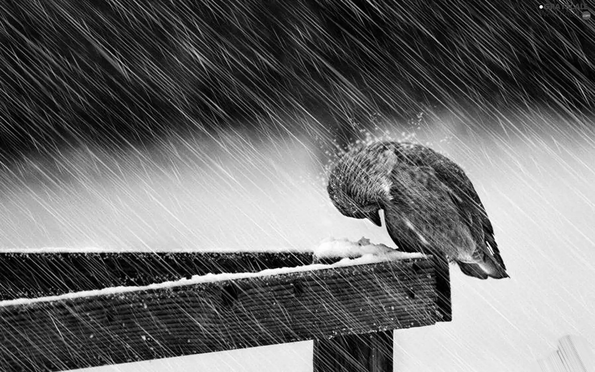 Bird, Rain