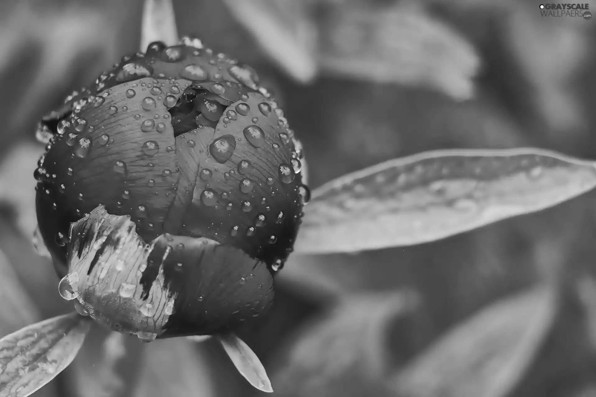 bud, drops, rain, peony