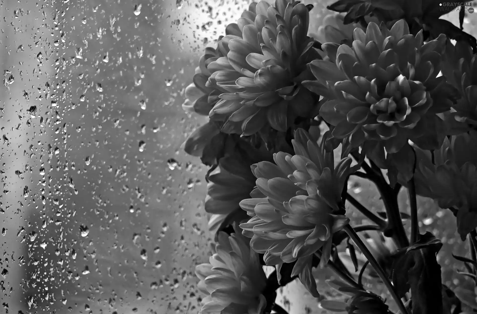 Daisy, drops, rain, Glass