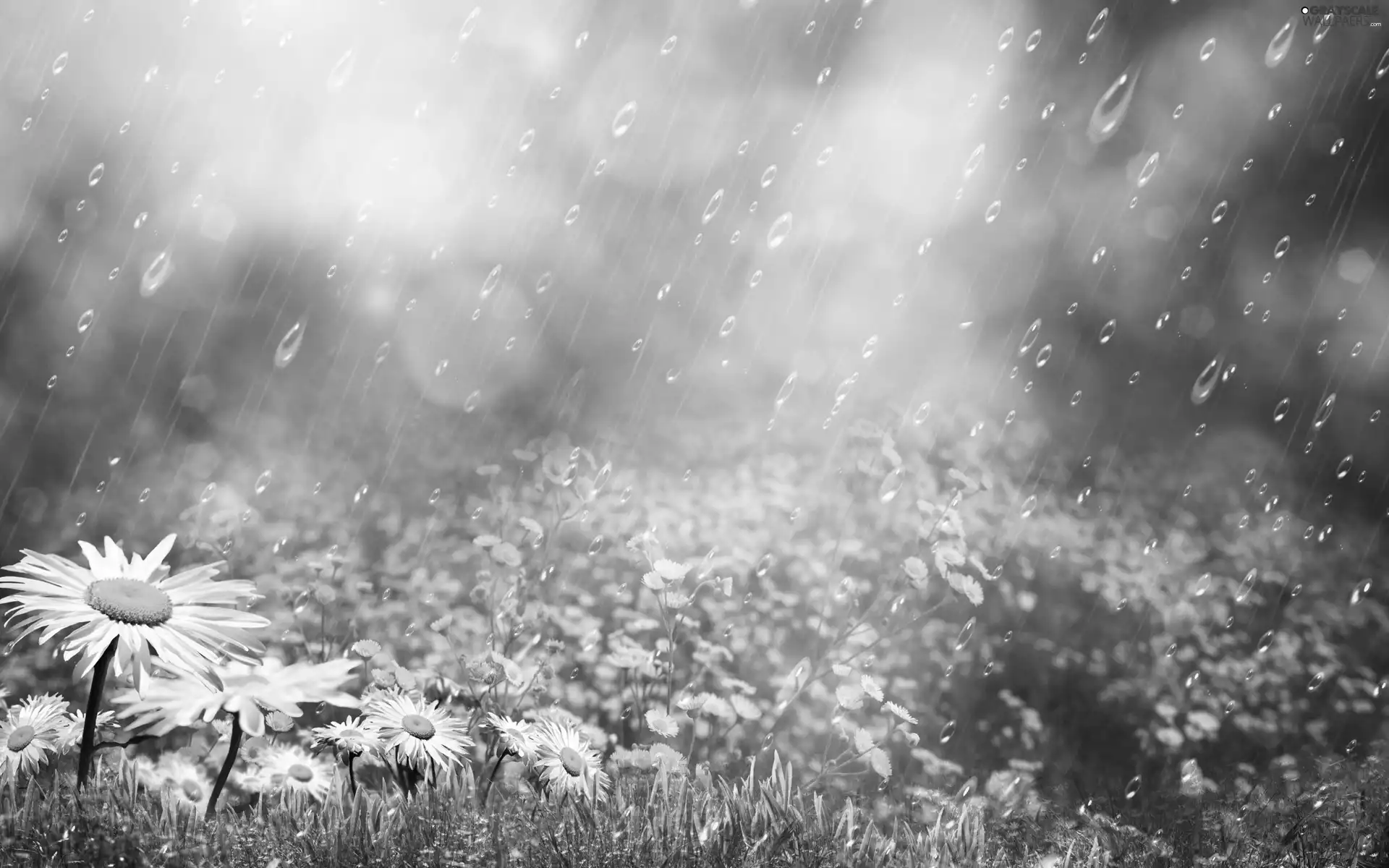 daisy, Rain