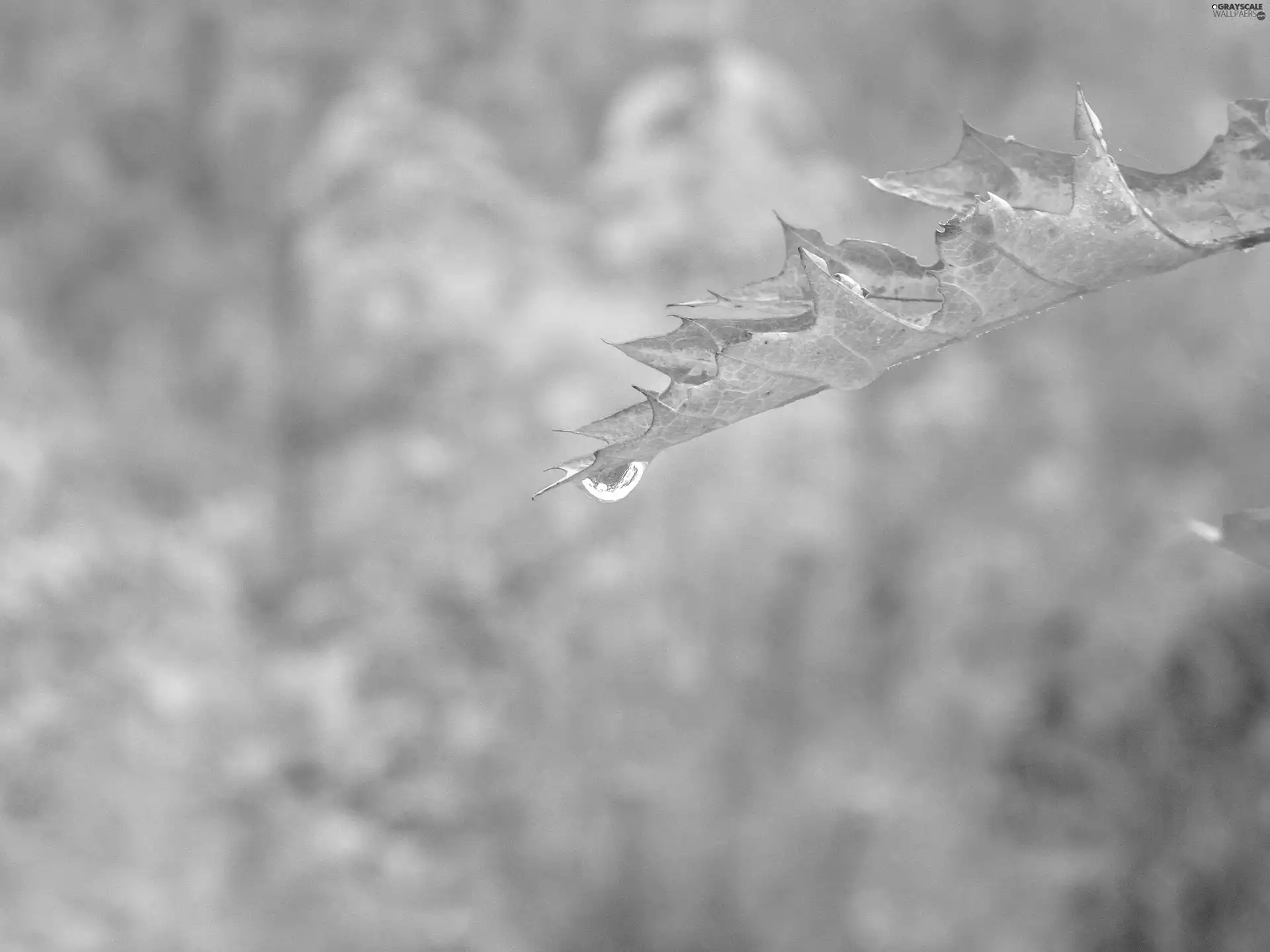 rain, leaf, drop