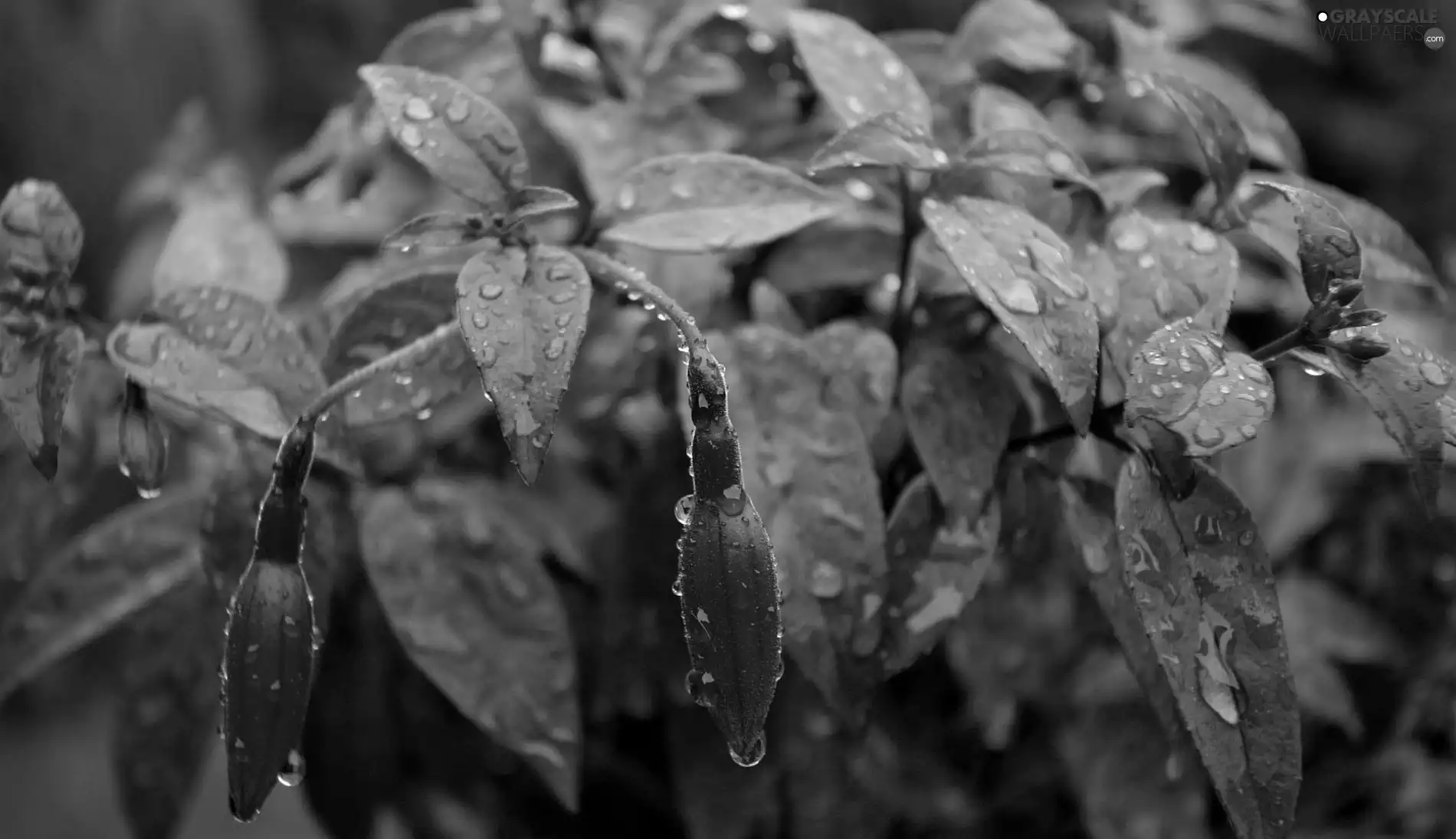 rain, fuchsia, drops