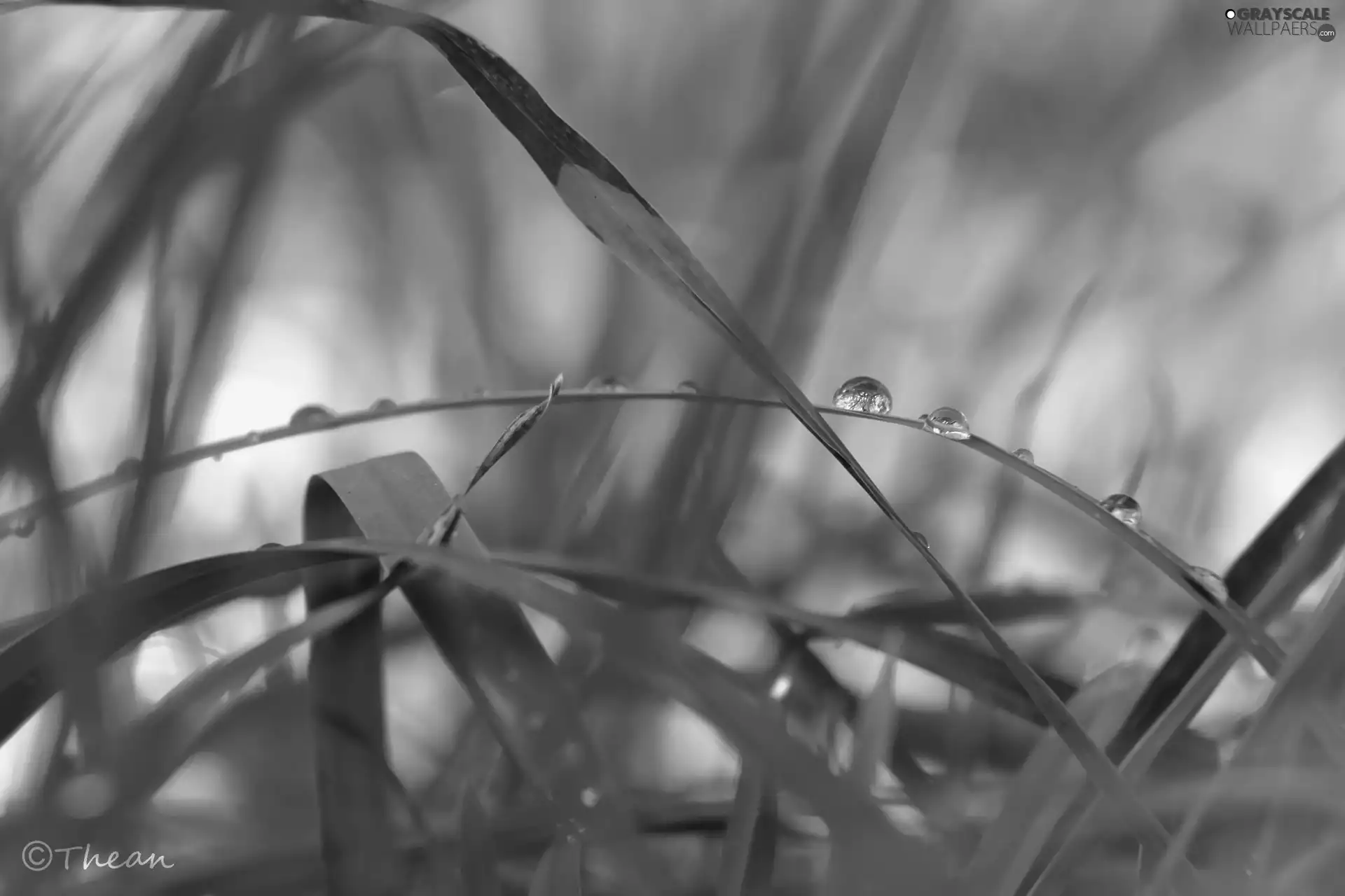 rain, grass, drops
