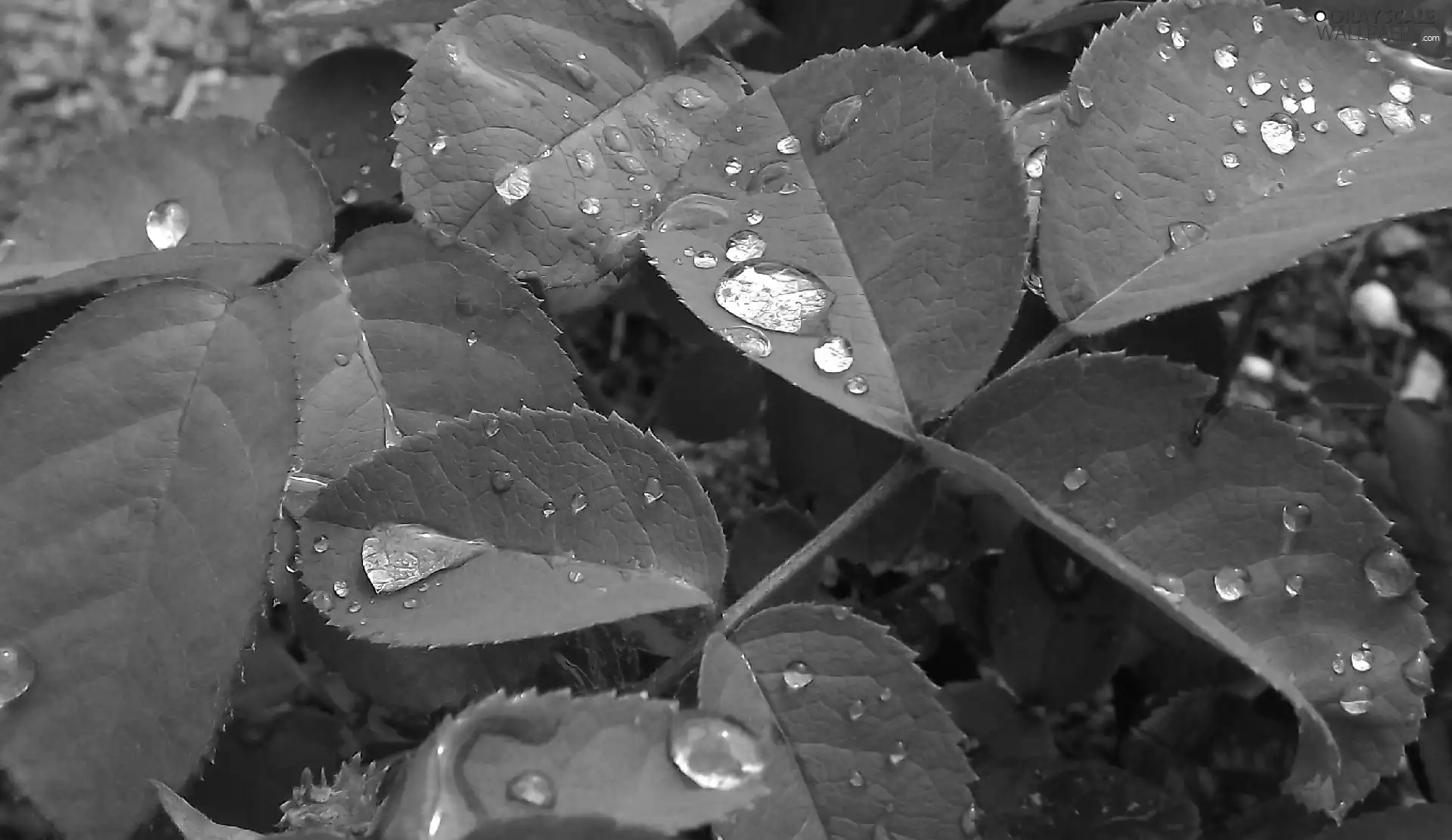 rain, Leaf, drops