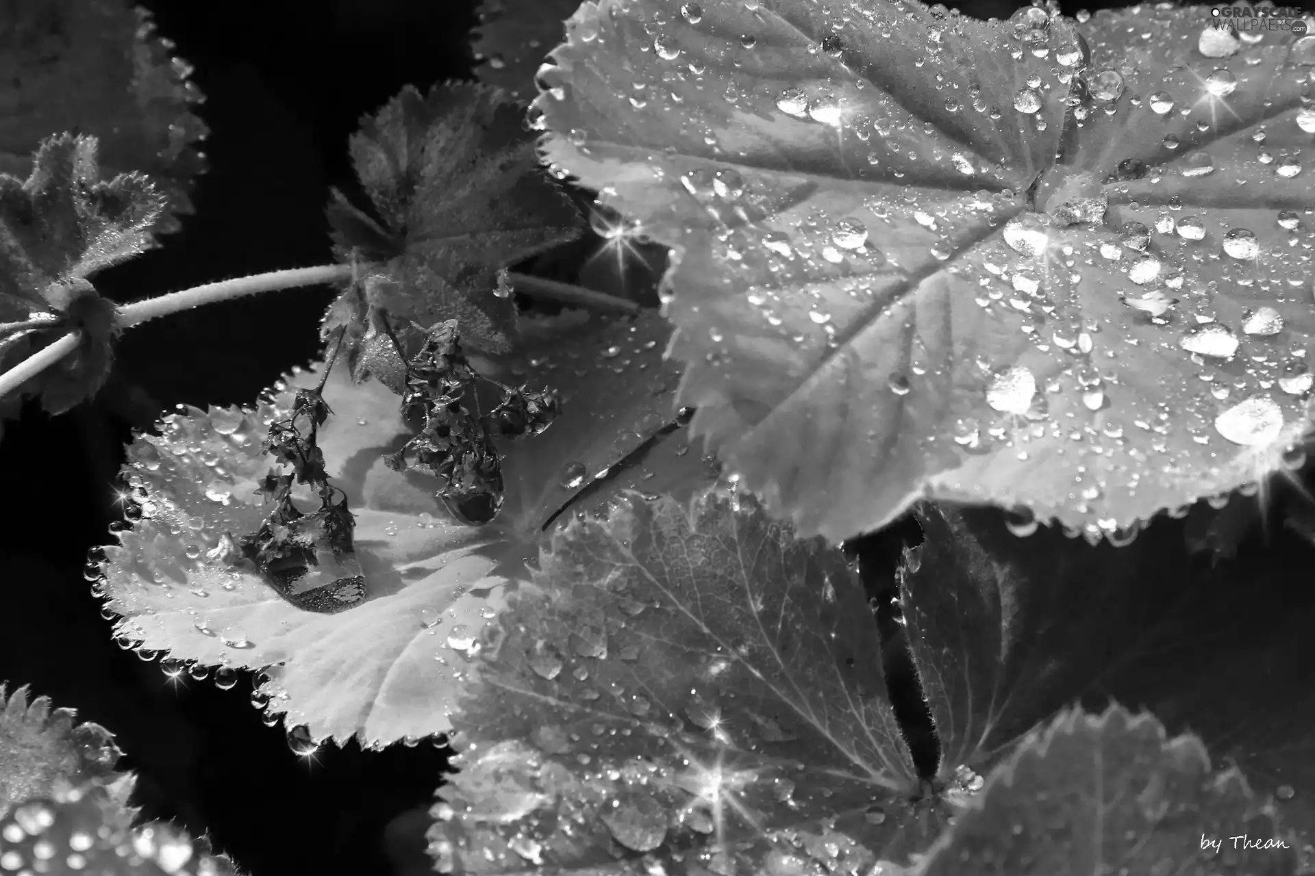 rain, Leaf, drops