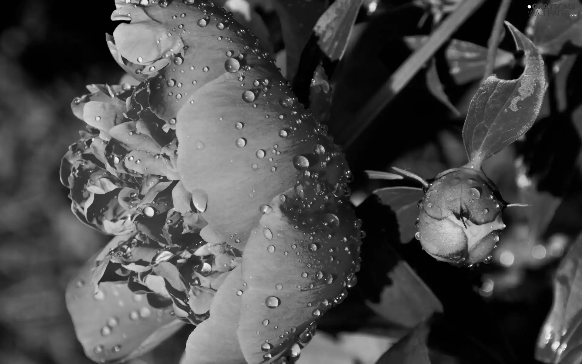 rain, peony, drops