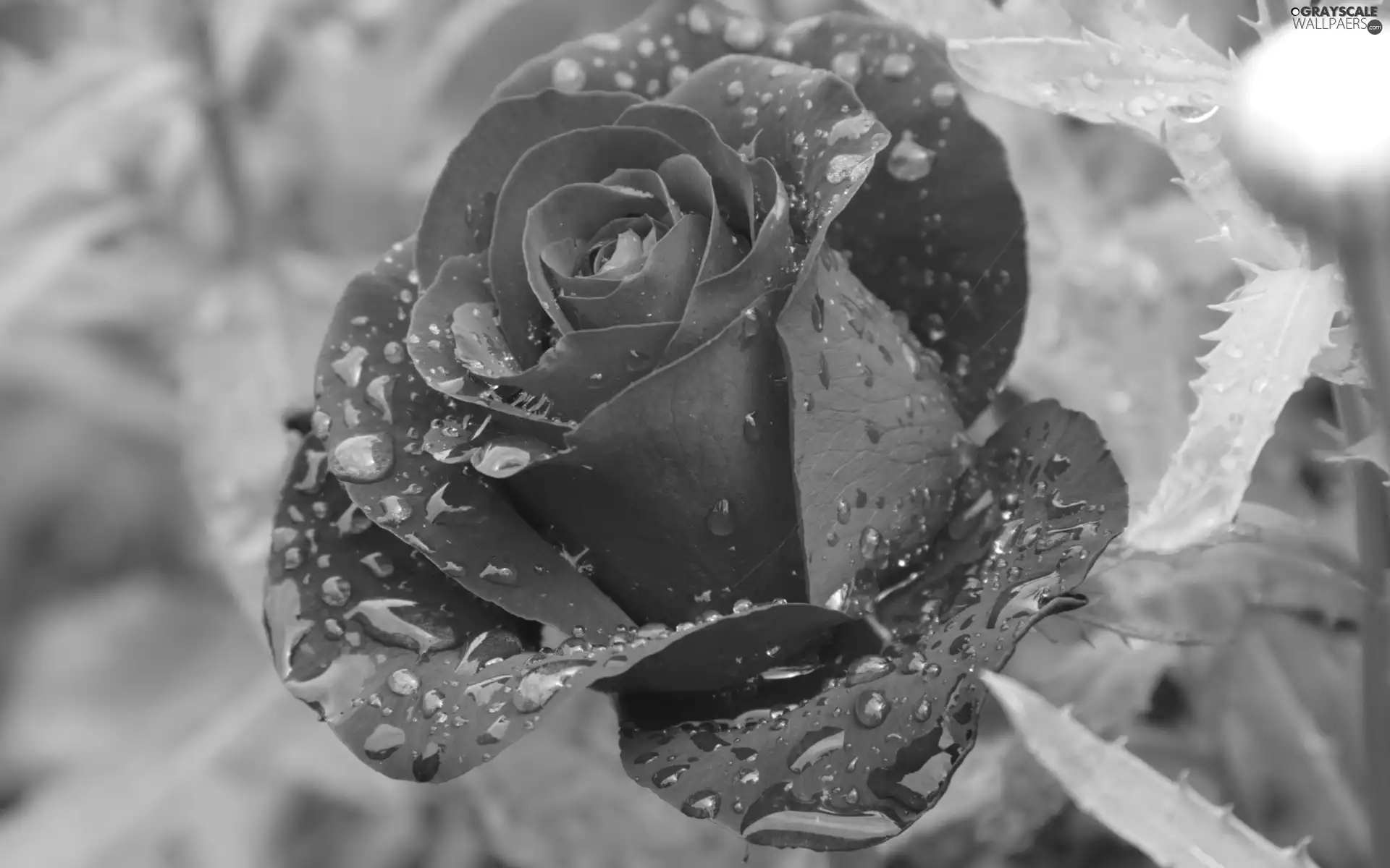 rain, rose, drops