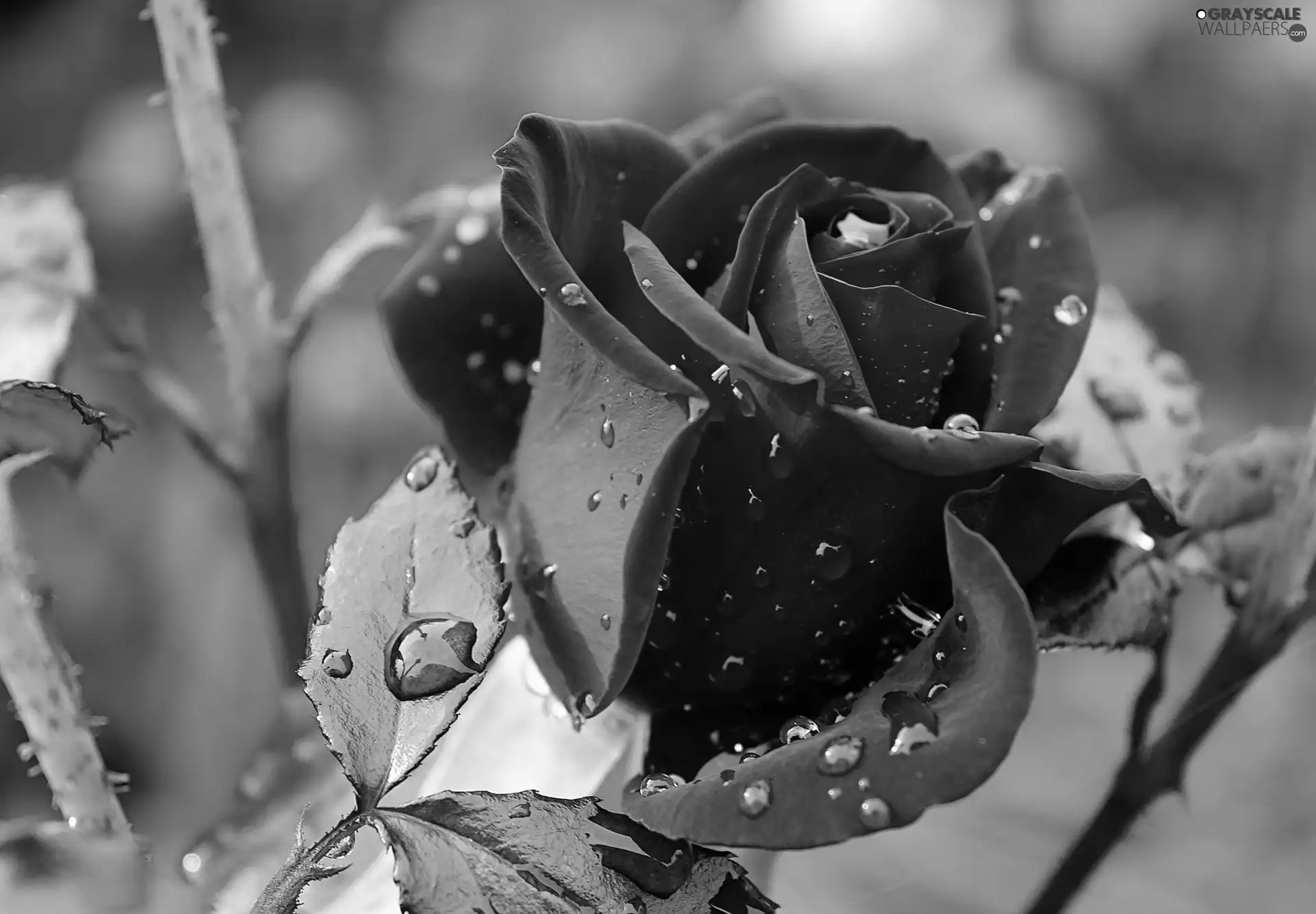 rain, rose, drops