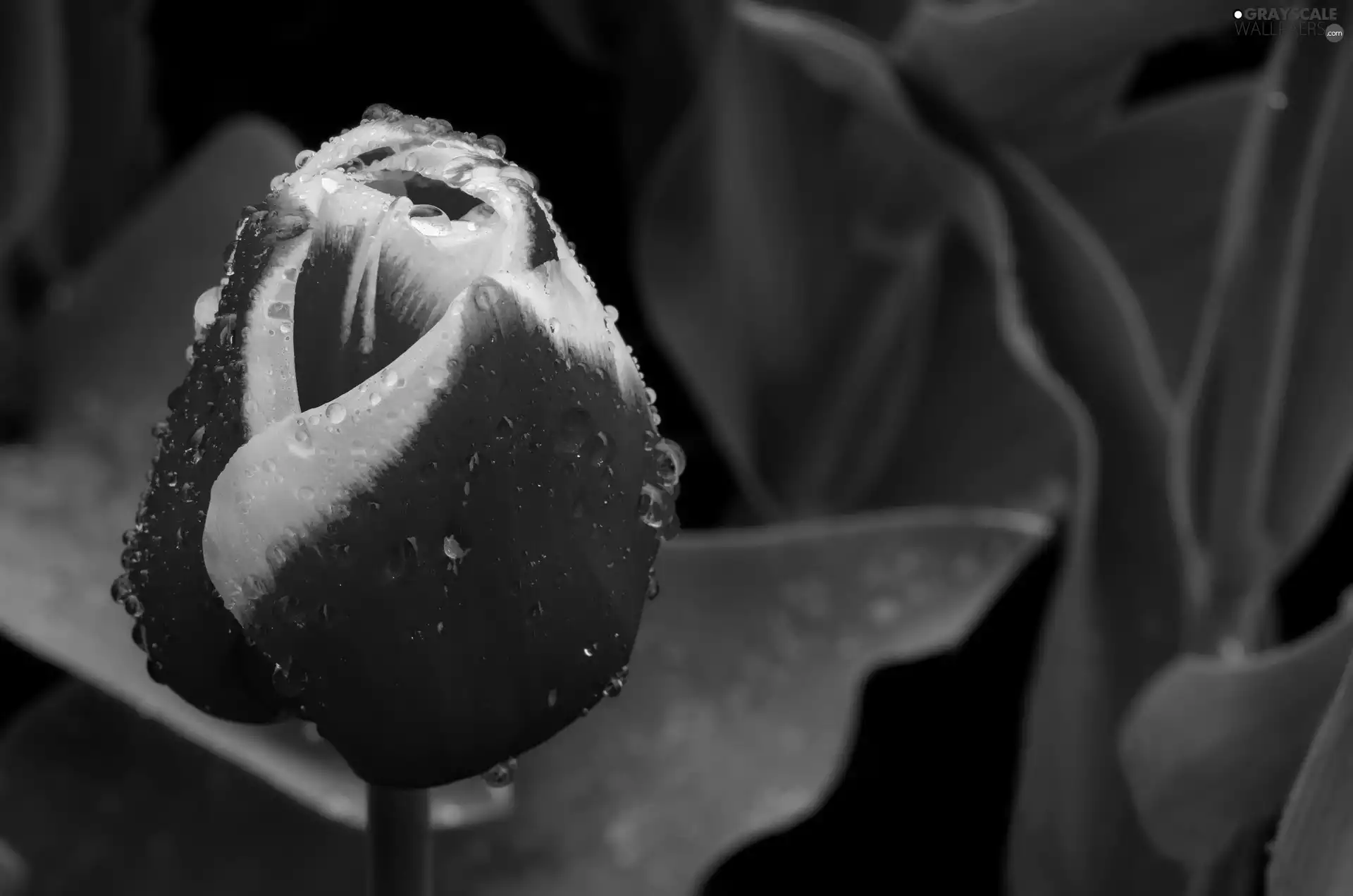 rain, tulip, drops