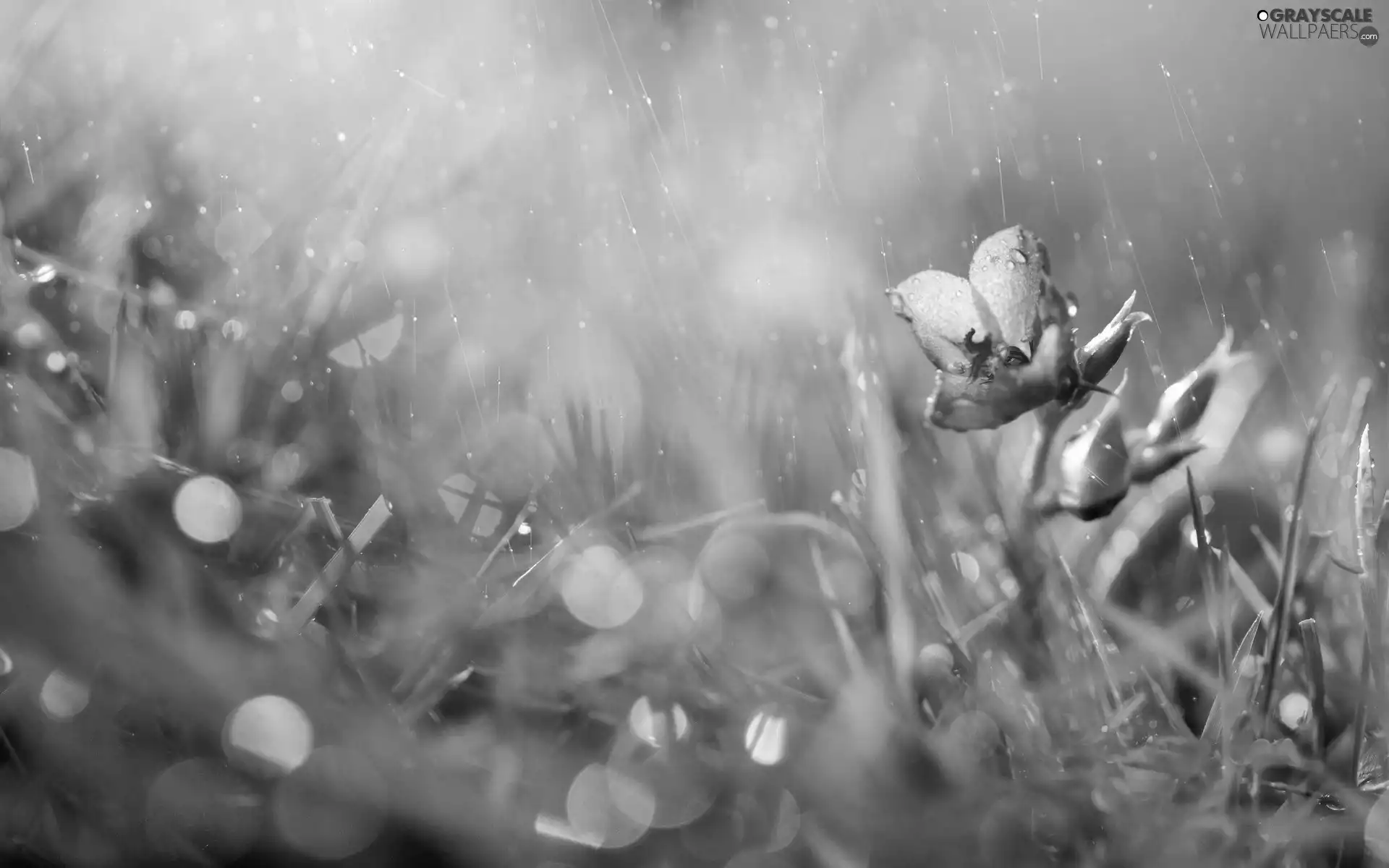 Rain, Pink, Flower