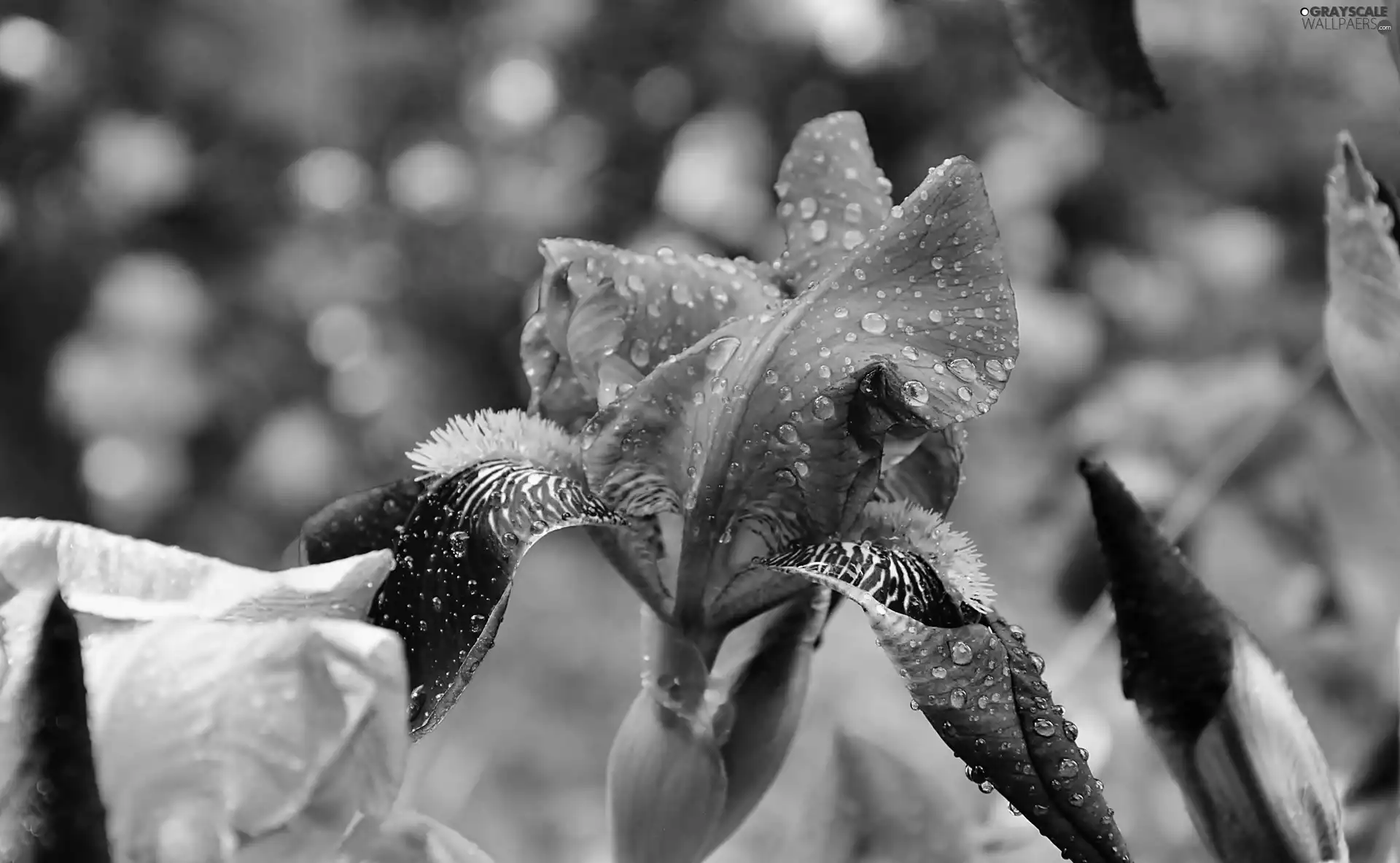 Colourfull Flowers, drops, rain, iris