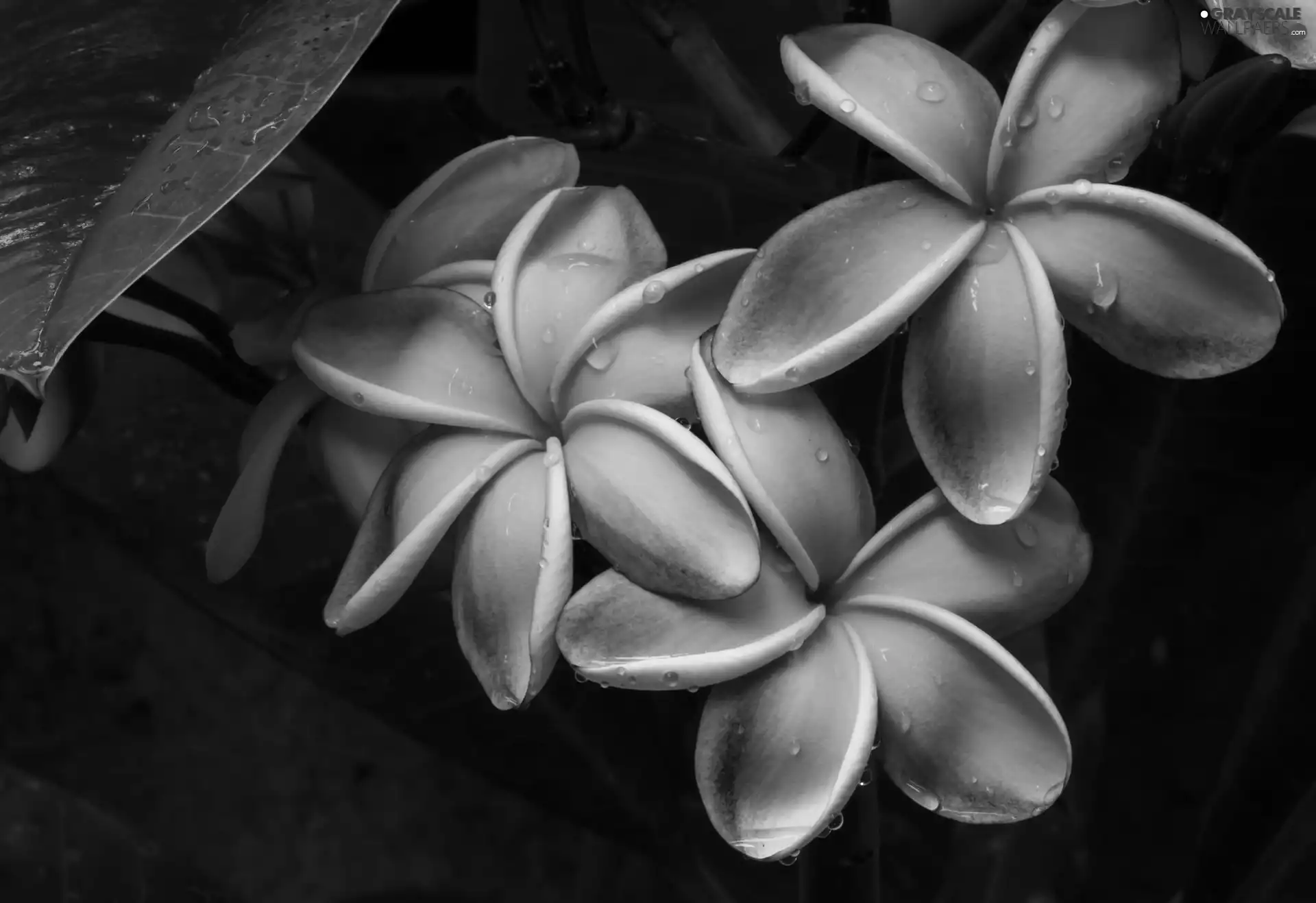 Flowers, drops, rain, Plumeria