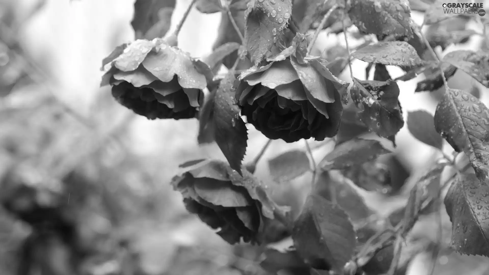 Garden, drops, rain, roses