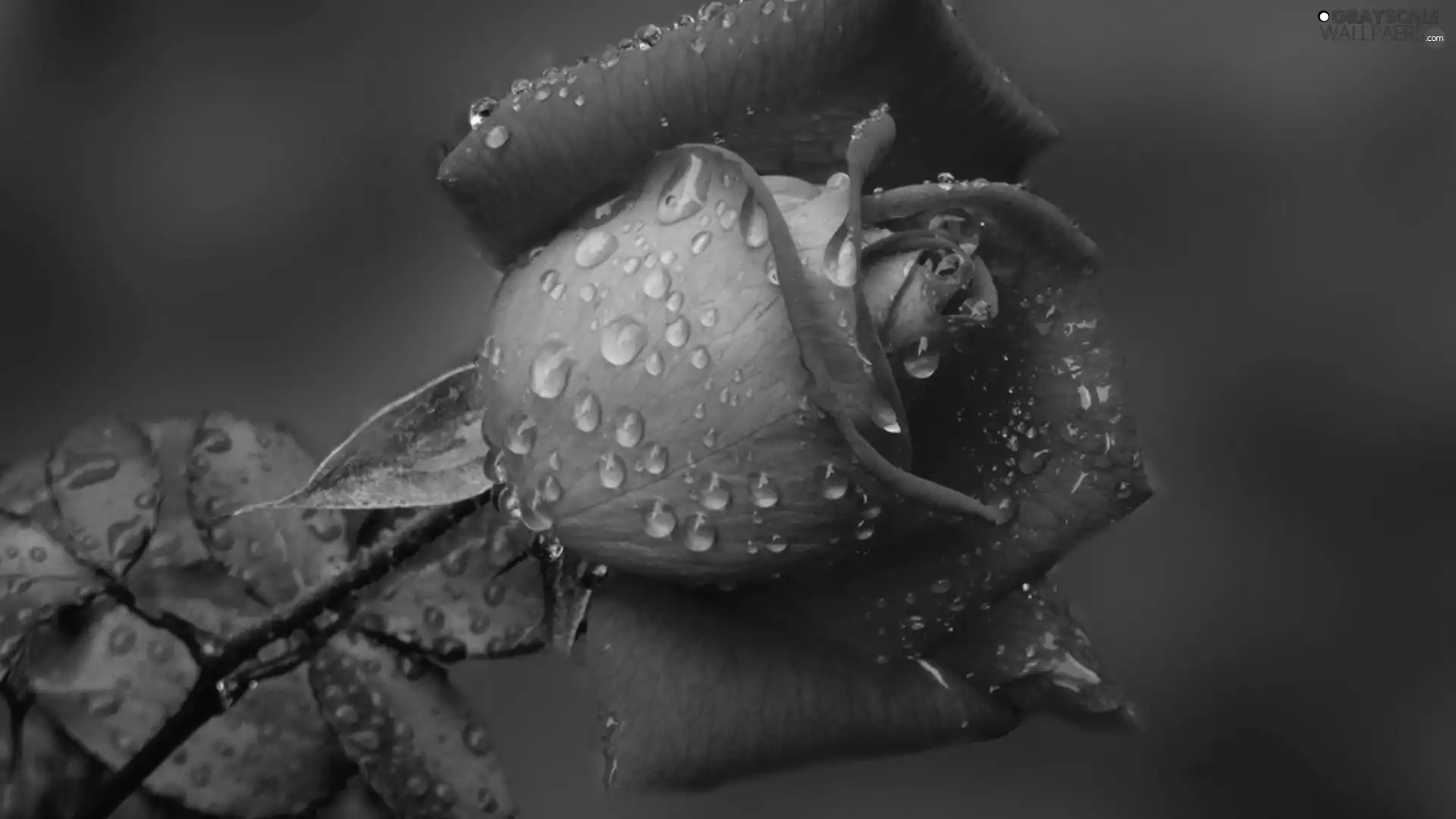 red hot, drops, rain, rose