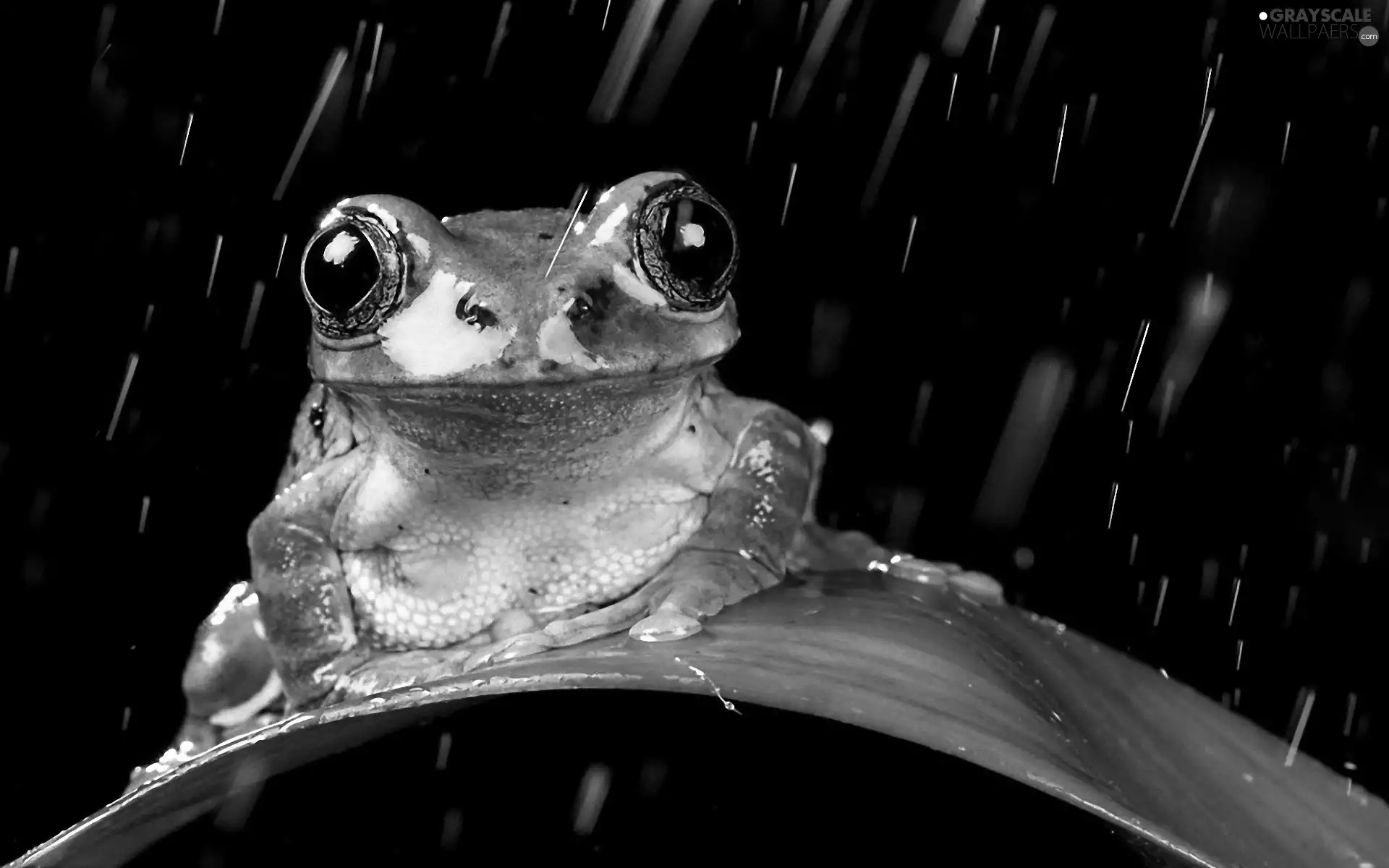 Rain, frog, leaf