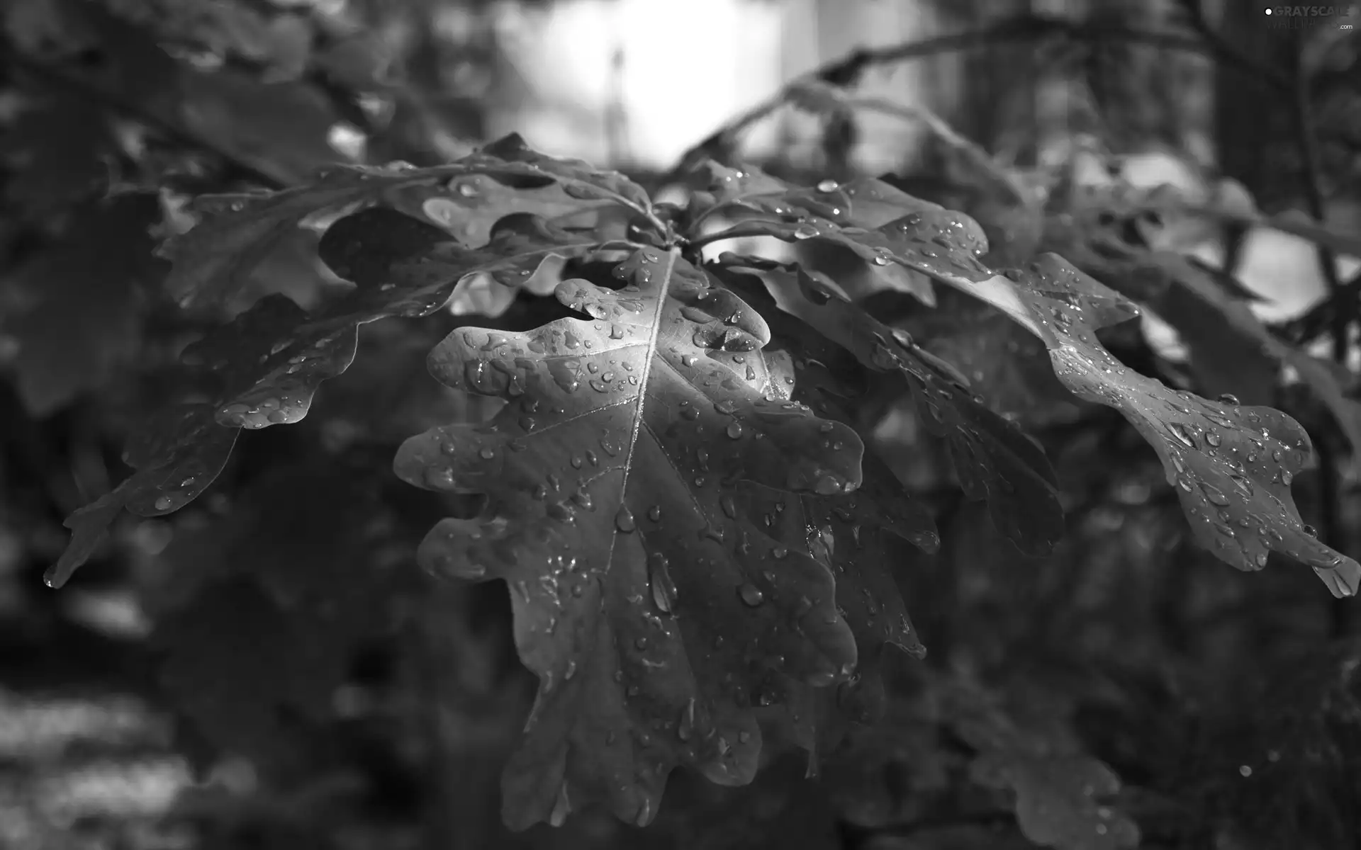 green ones, dewy, rain, Leaf