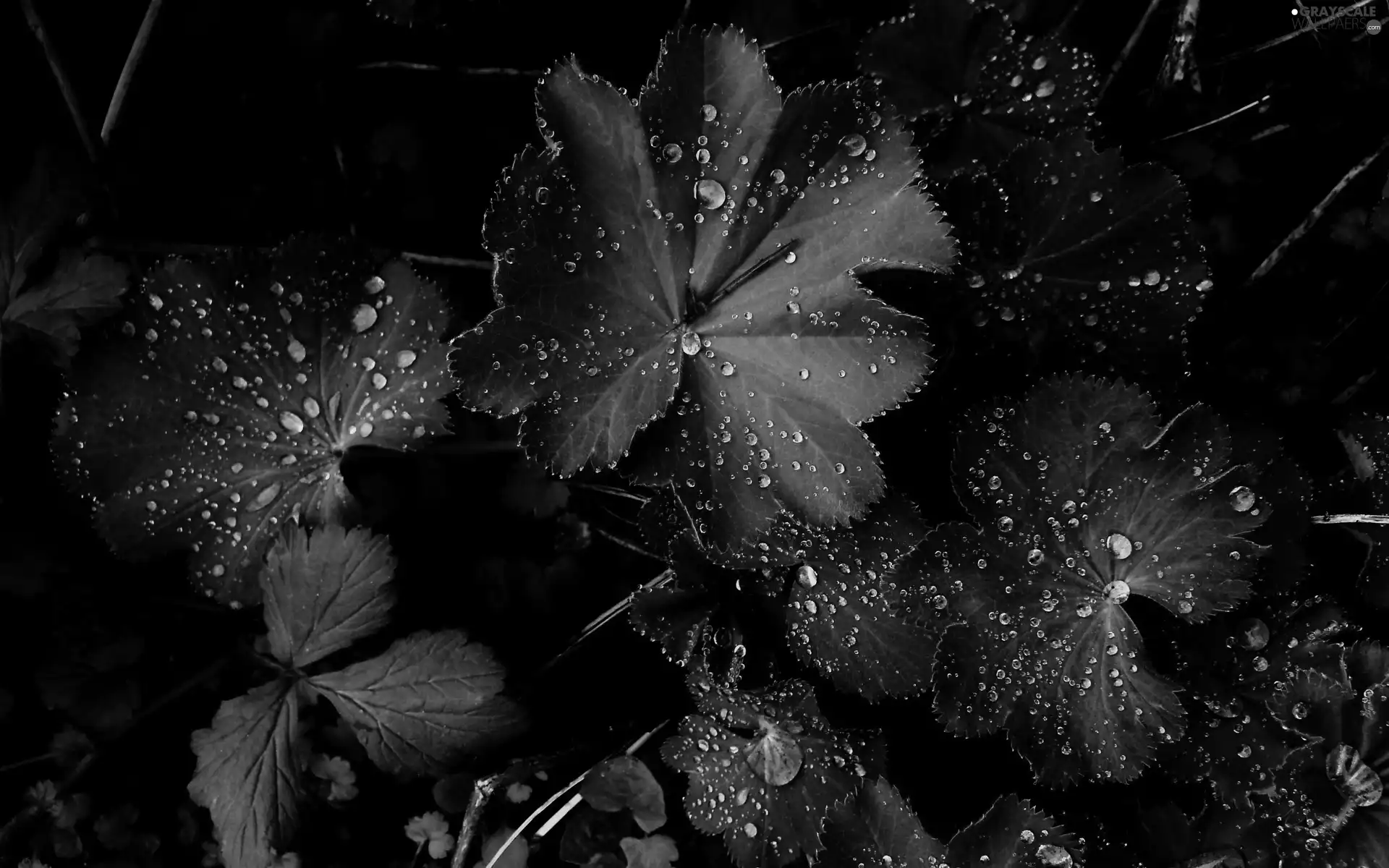 green ones, drops, rain, Leaf