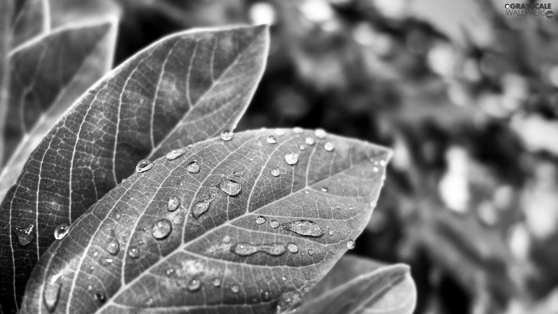 green ones, drops, rain, Leaf