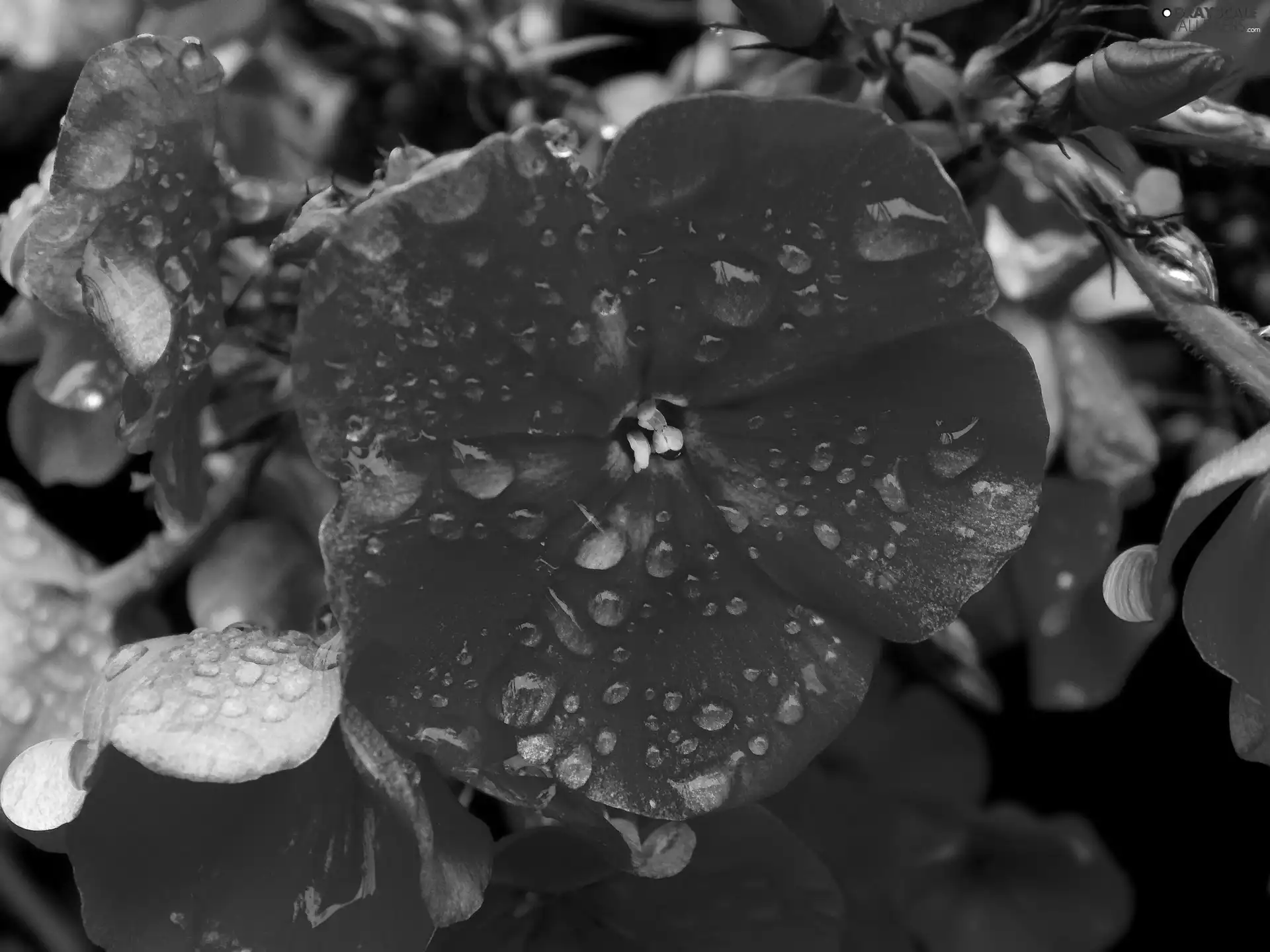 phlox, drops, rain, Pink