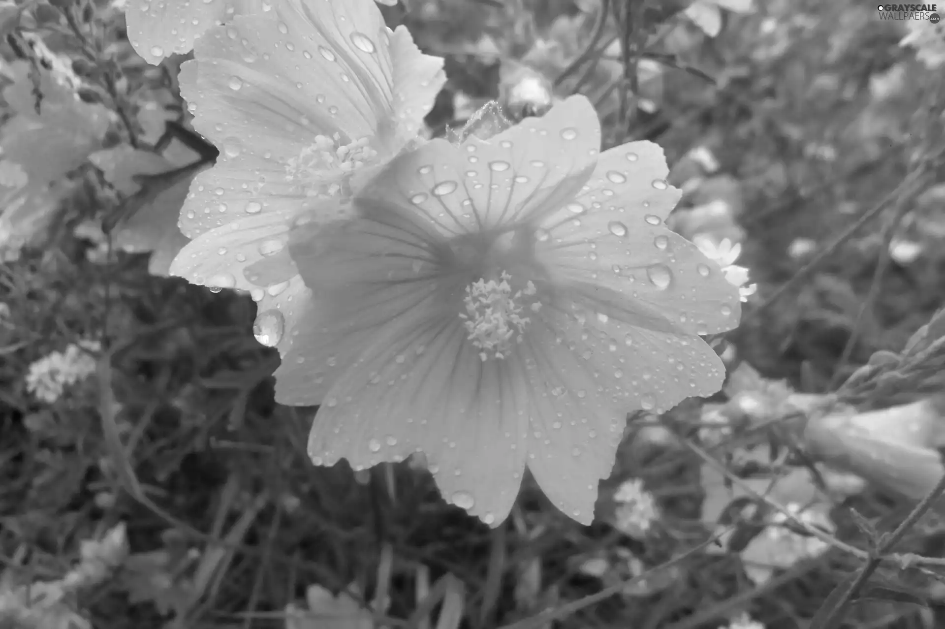 Pink, drops, rain, Flowers