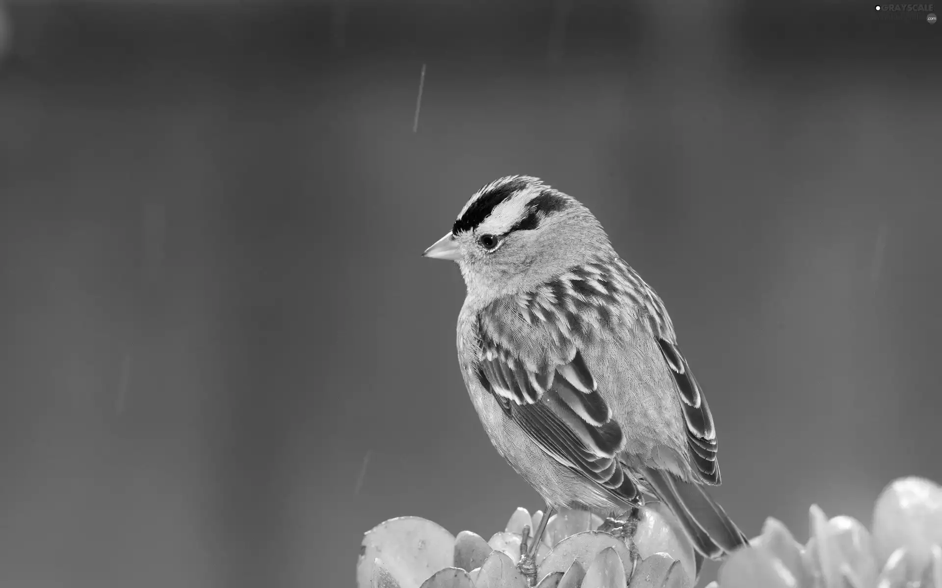 Rain, plant, Zonotrichia, sparrow, Bird