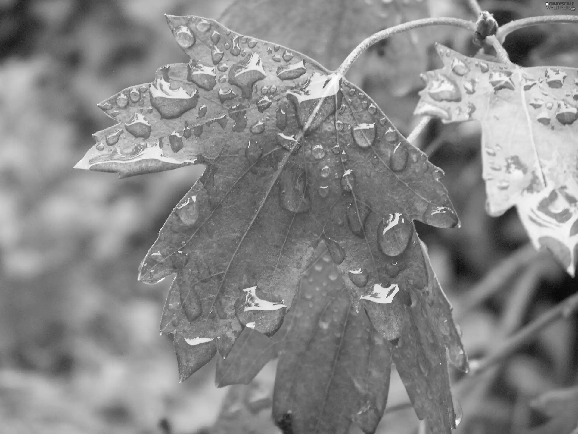 rain, Leaf, Po