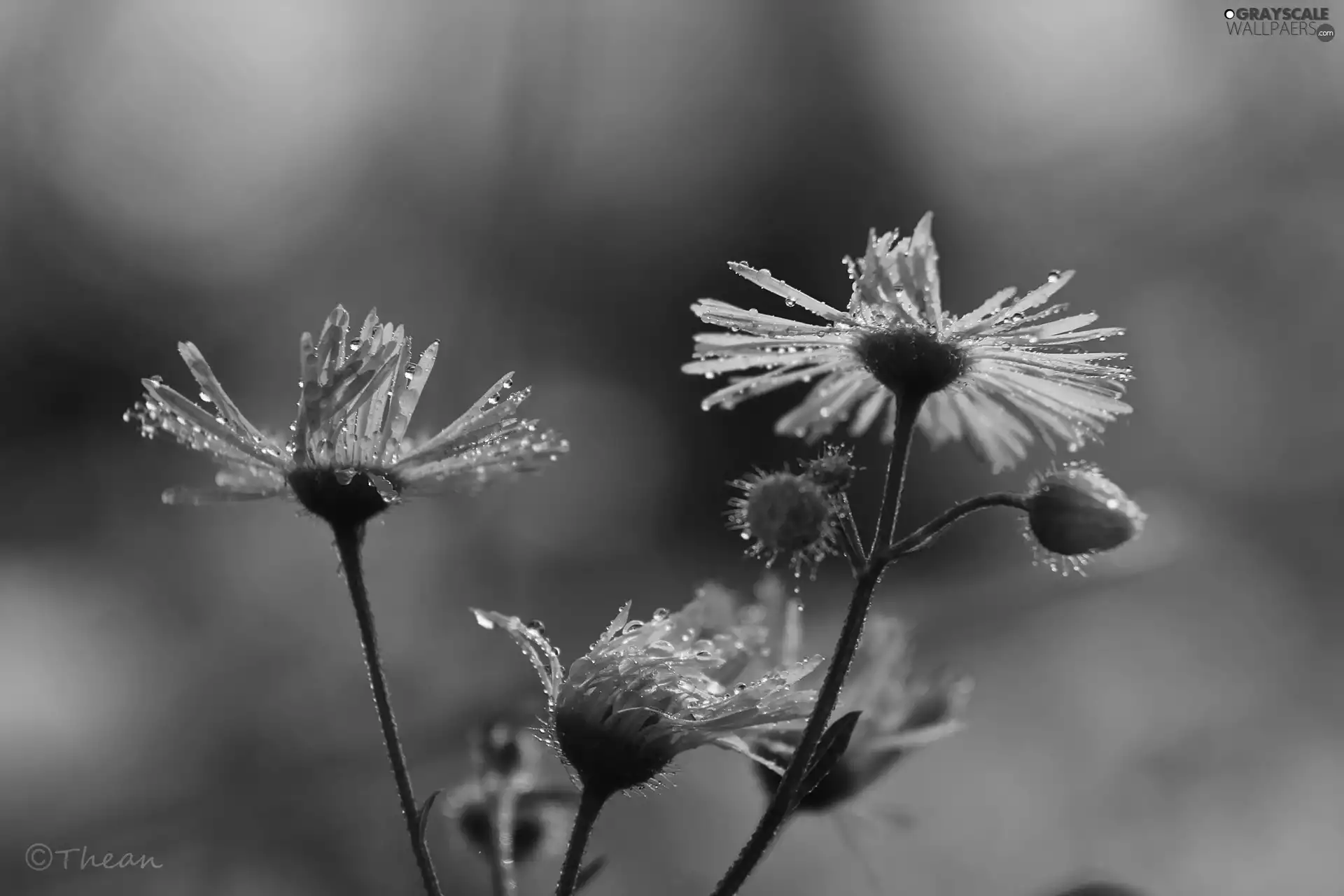 purple, drops, rain, Flowers