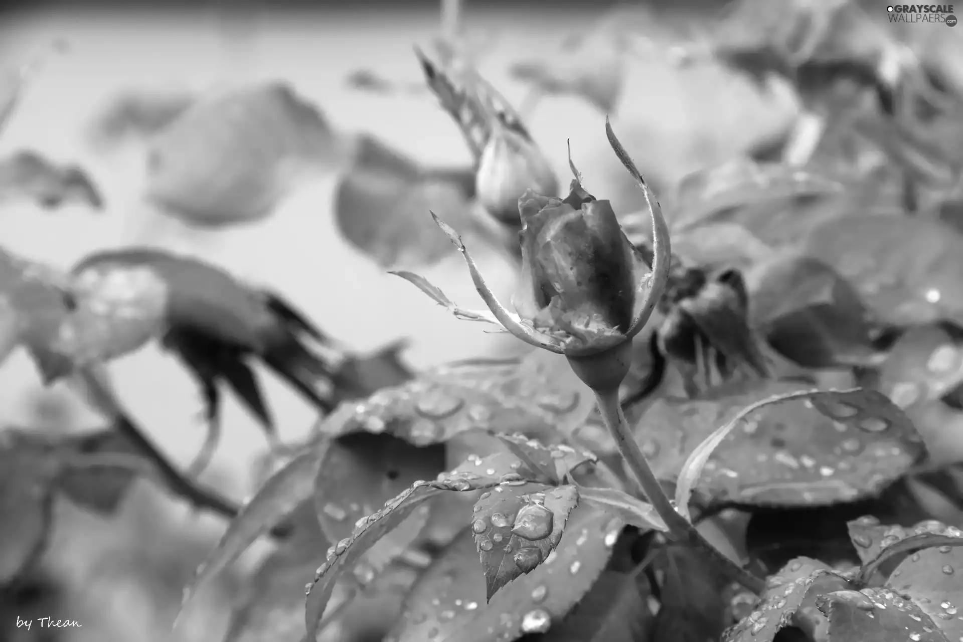 rose, drops, rain, bud