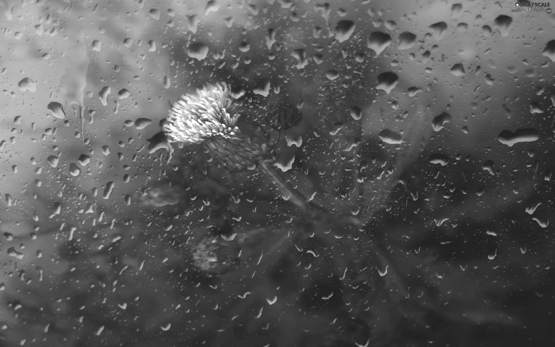 teasel, drops, rain, Glass