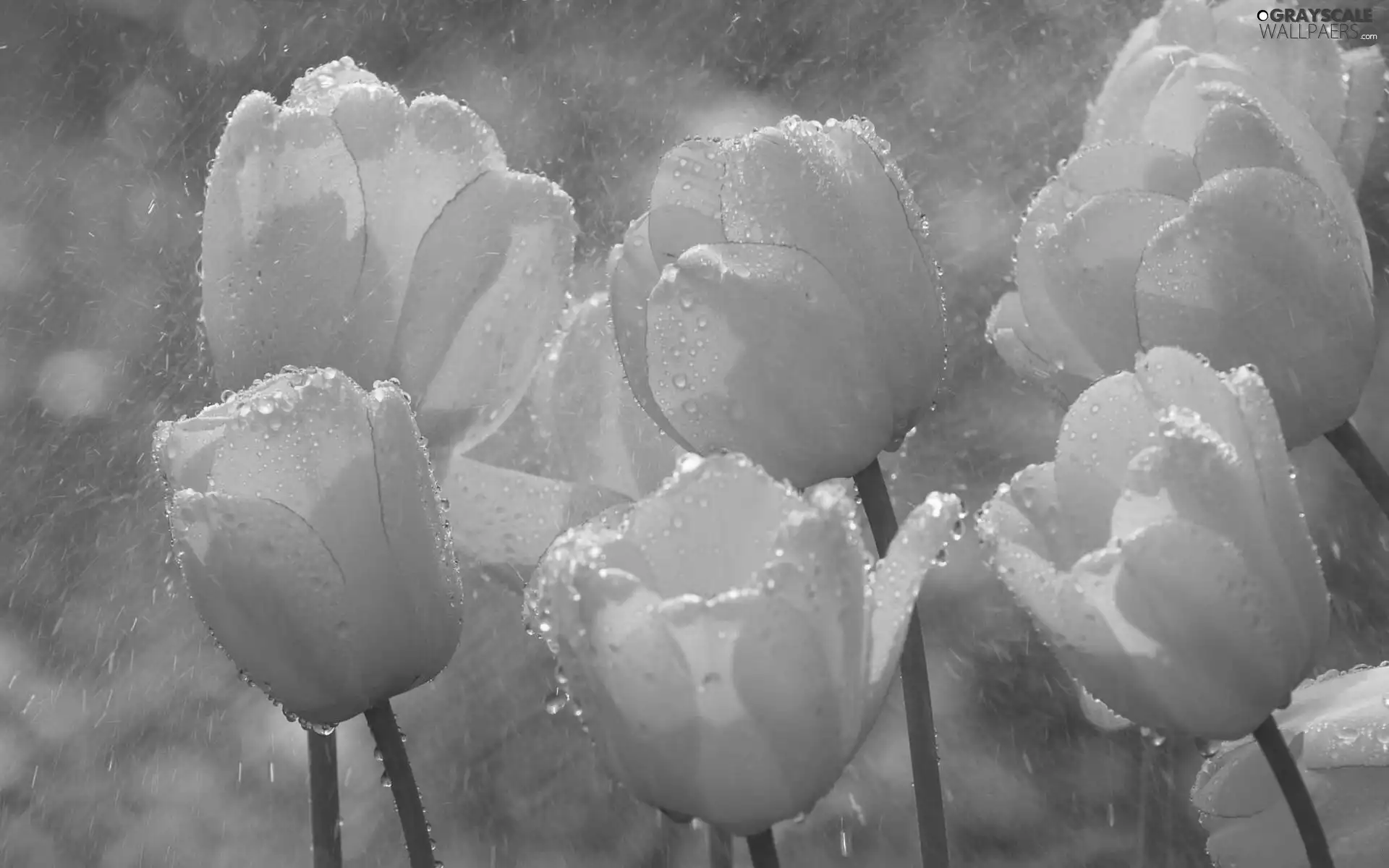 Rain, Yellow, Tulips