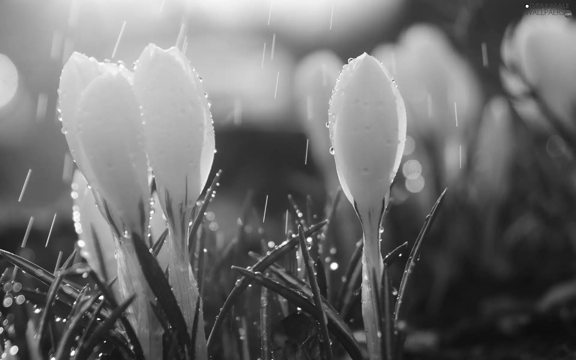 White, drops, rain, crocuses