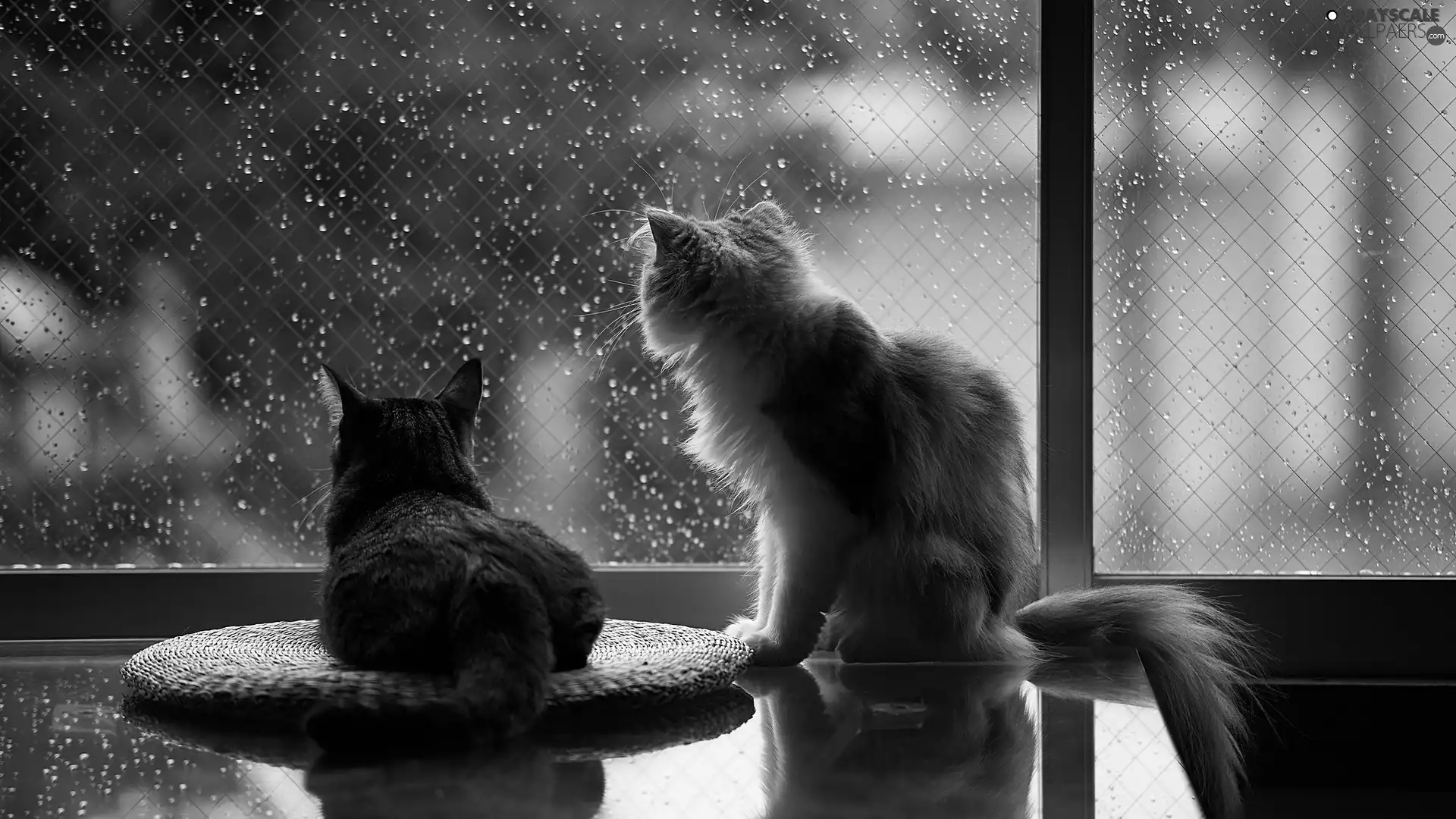 Rain, puss, Window