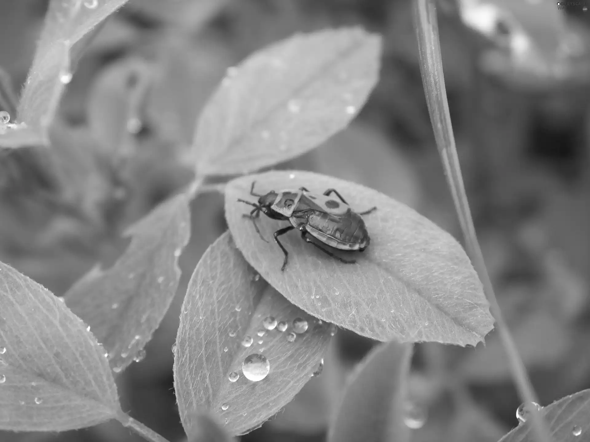 Smith wingless, drops, rain, leaf