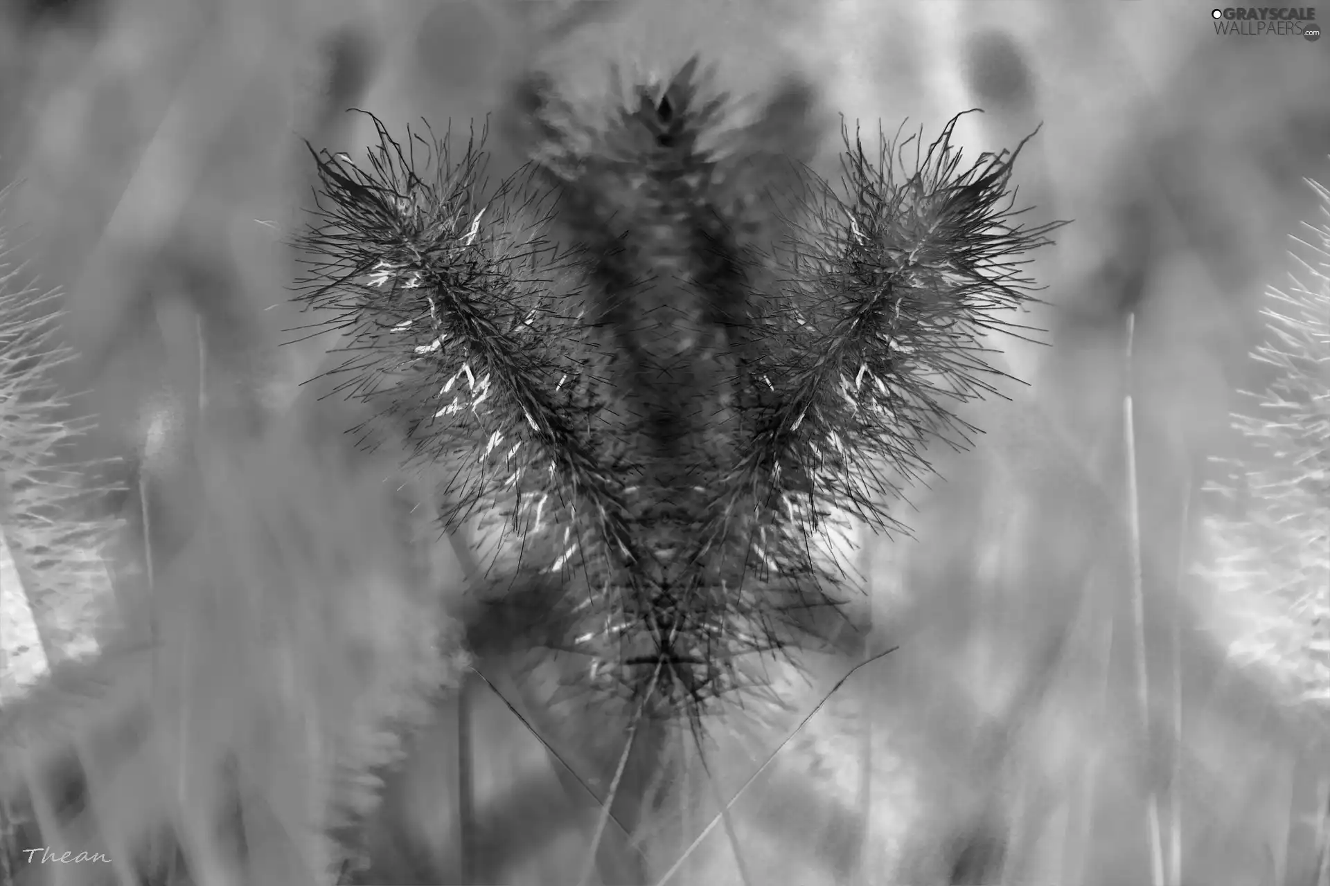 inflorescence, colors, rainbow, grass